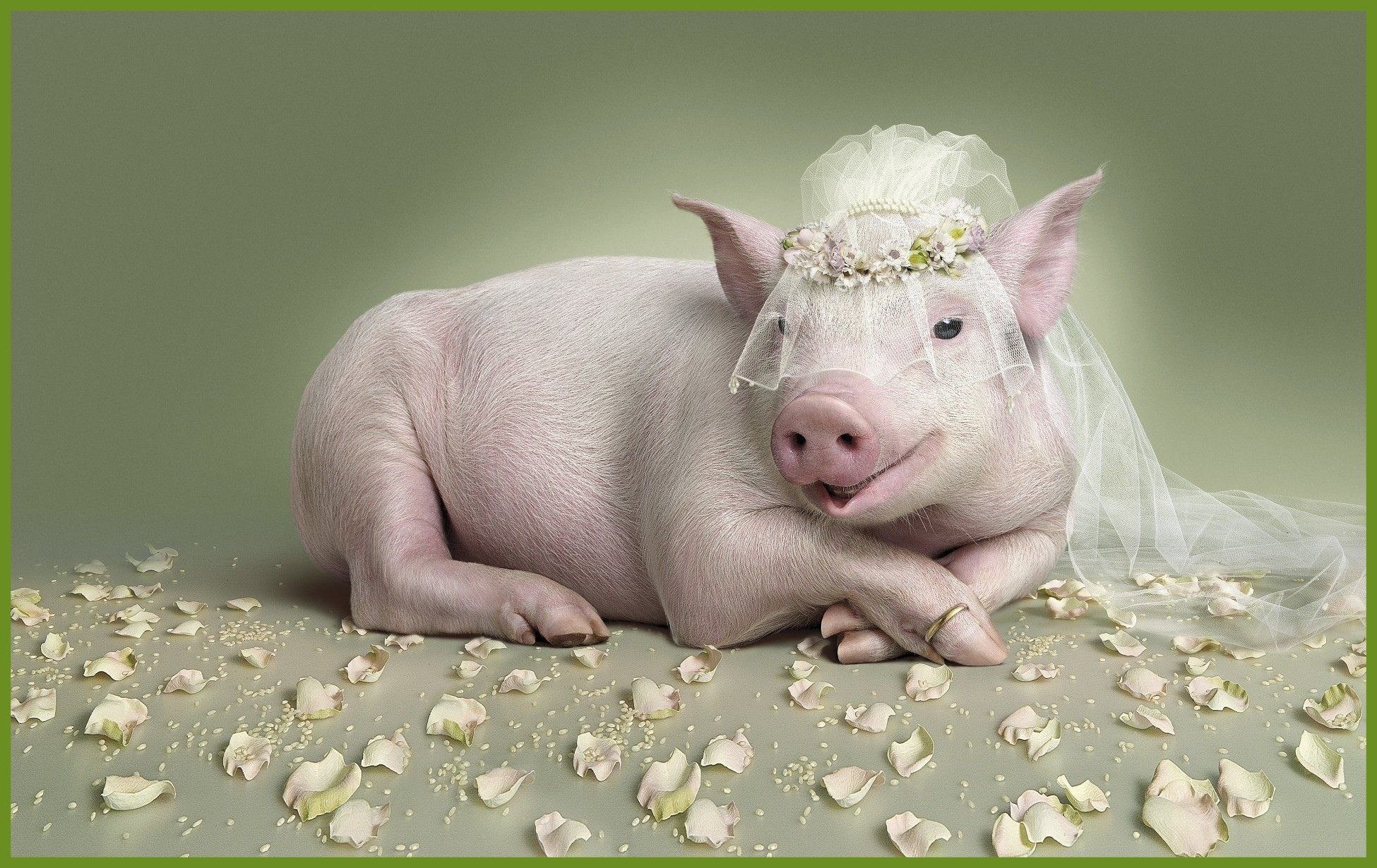 Cute Pig Desktop Background
