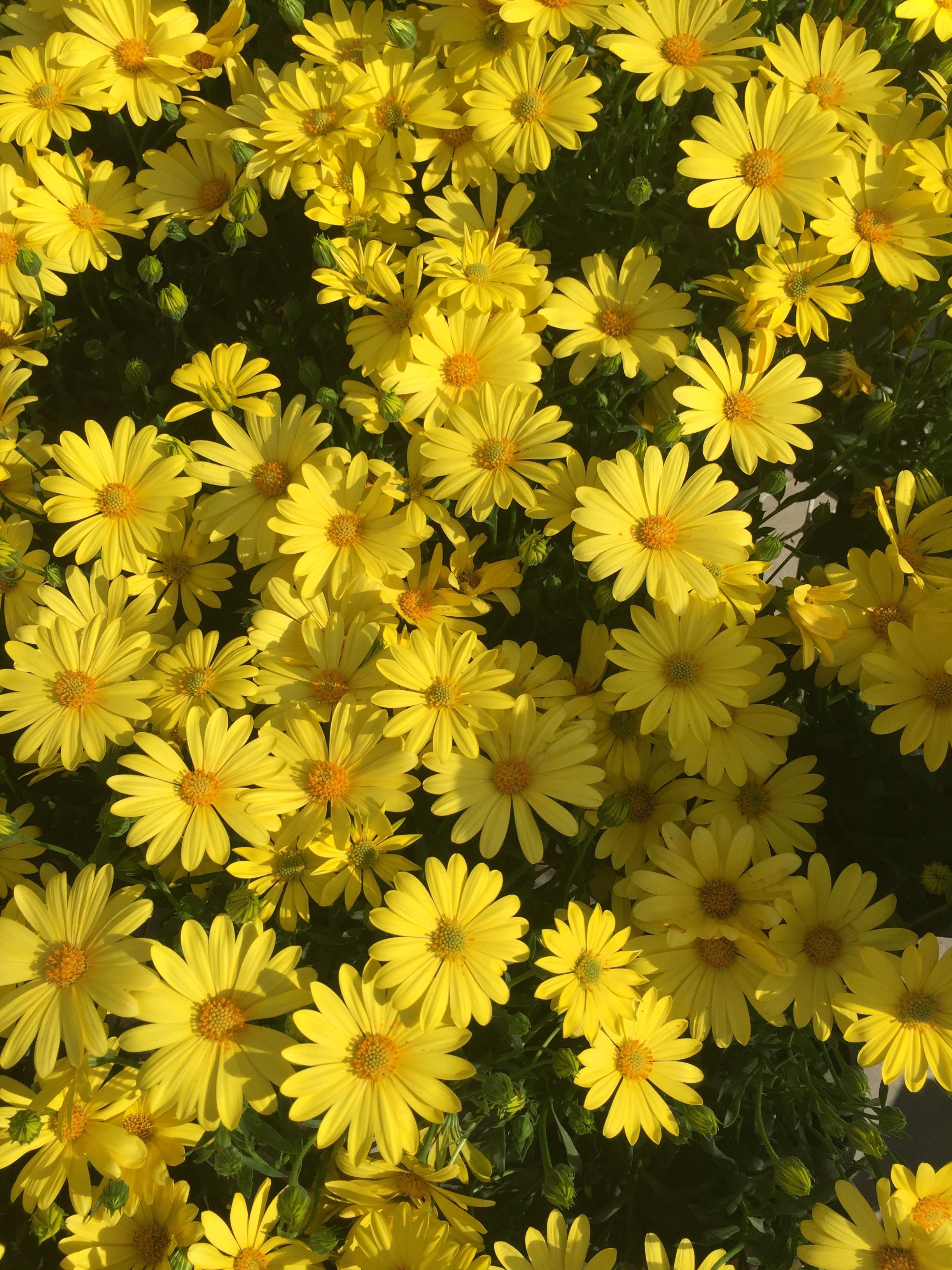 yellow daisies!!