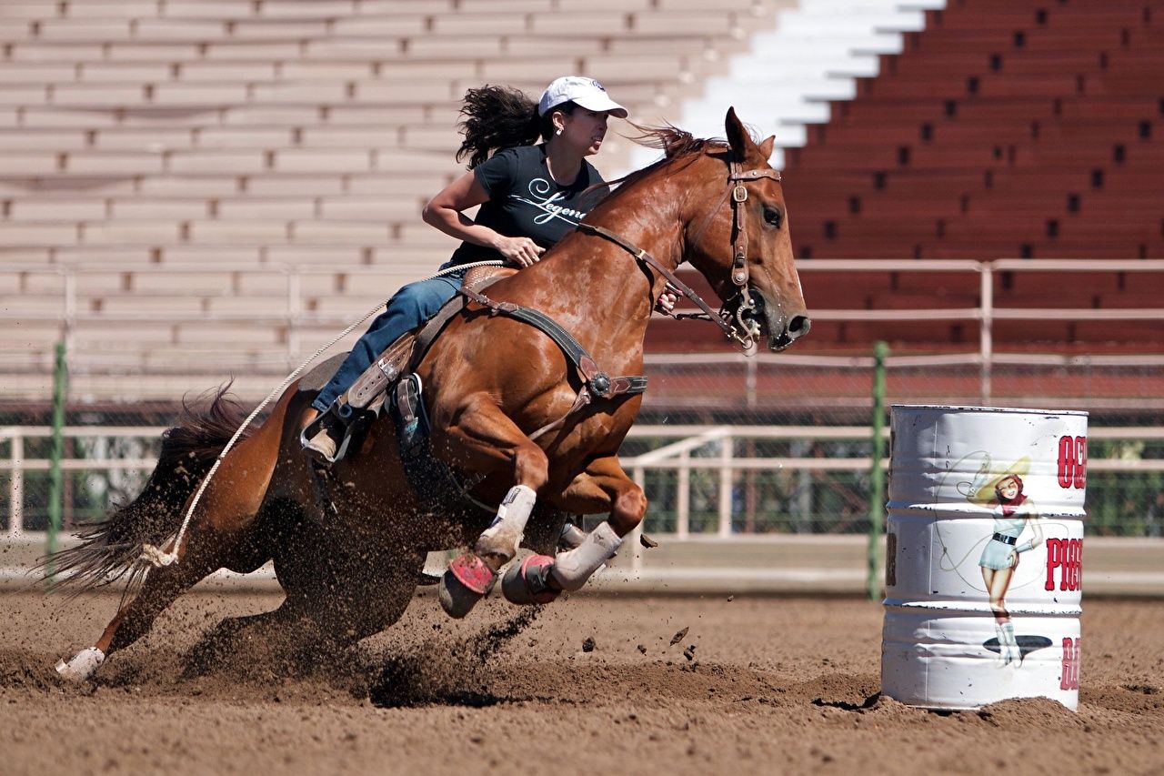 Picture Horses Brunette girl Sport female Equestrian sport animal