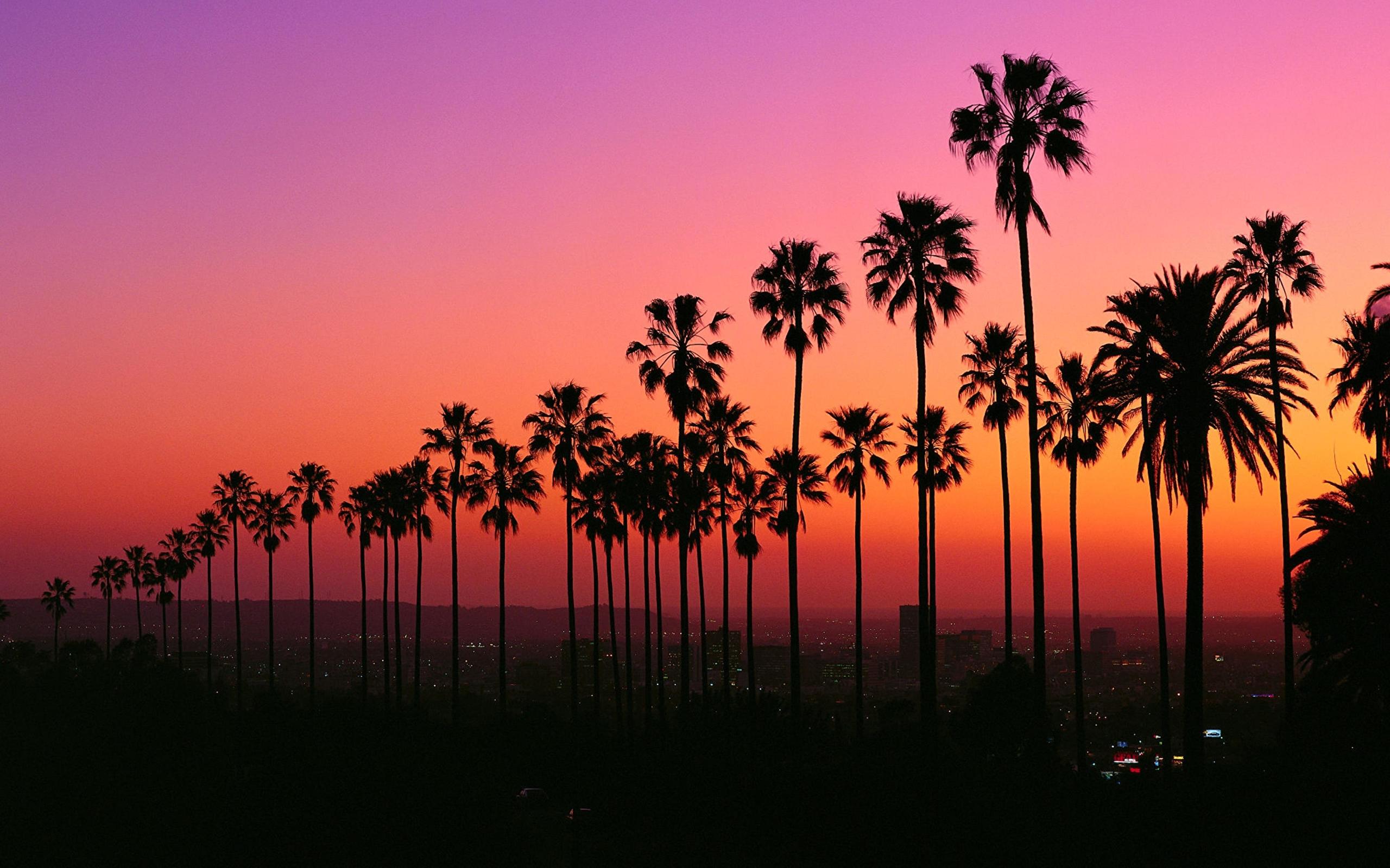 Los Angeles sunset with palm trees
