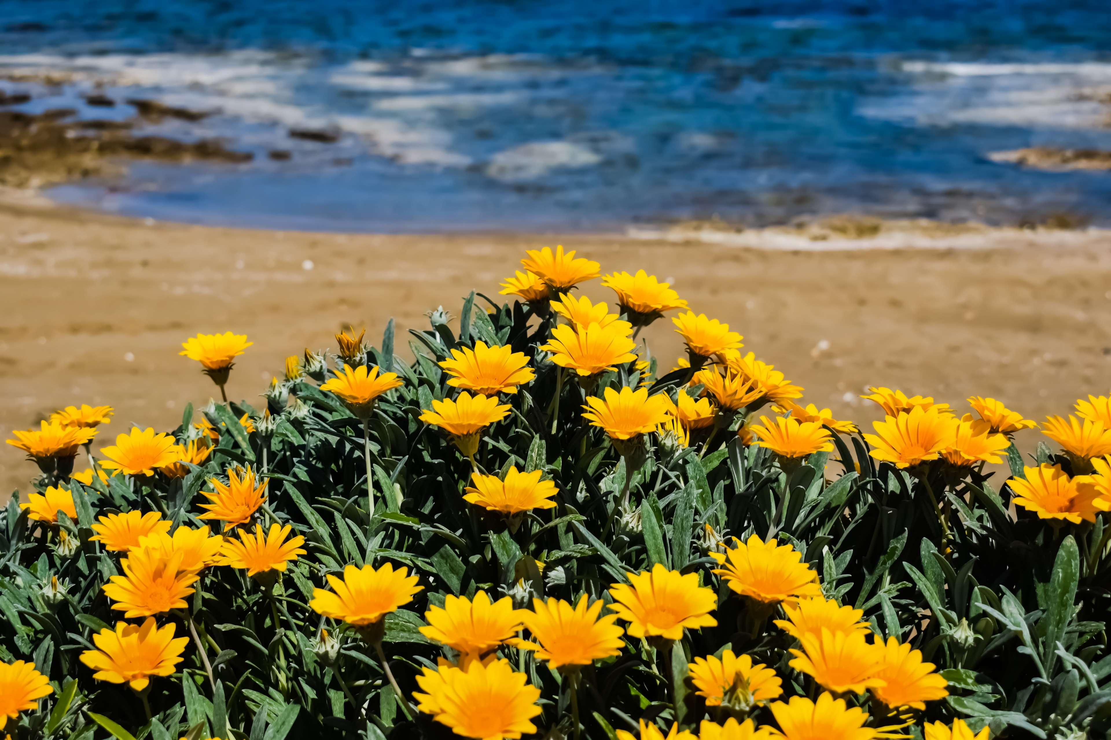 beach, bloom, flowers, nature, spring, yellow 4k wallpaper. Free stock image. Tokkoro.com Amazing HD Wallpaper