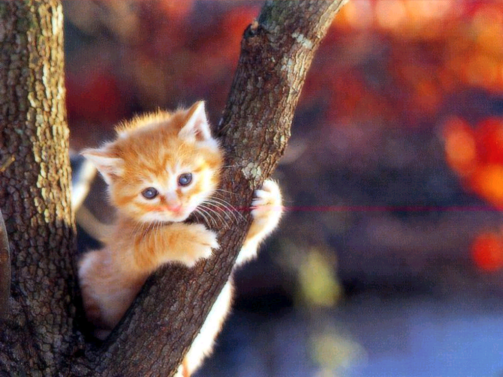 Cutest Cat Wallpapers Wallpaper Cave
