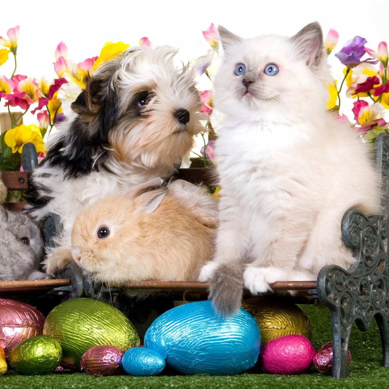 Free Easter Cat Wallpaper HD New