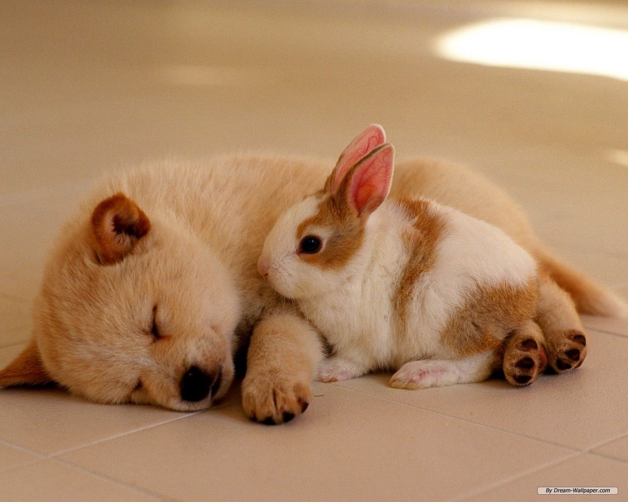 Dog And Rabbit Love Wallpaper & Background Download