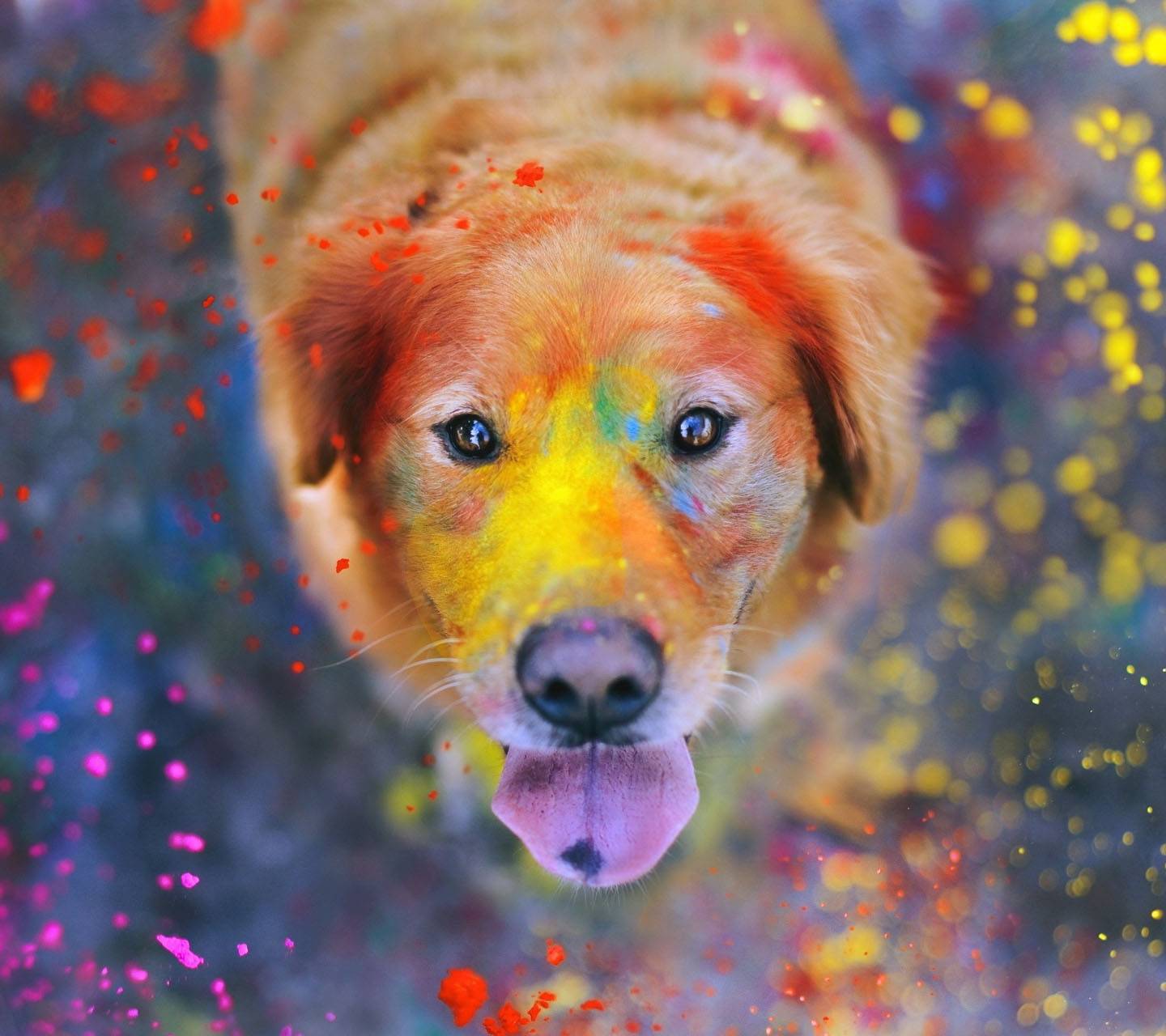 Colorful Dog Wallpaper