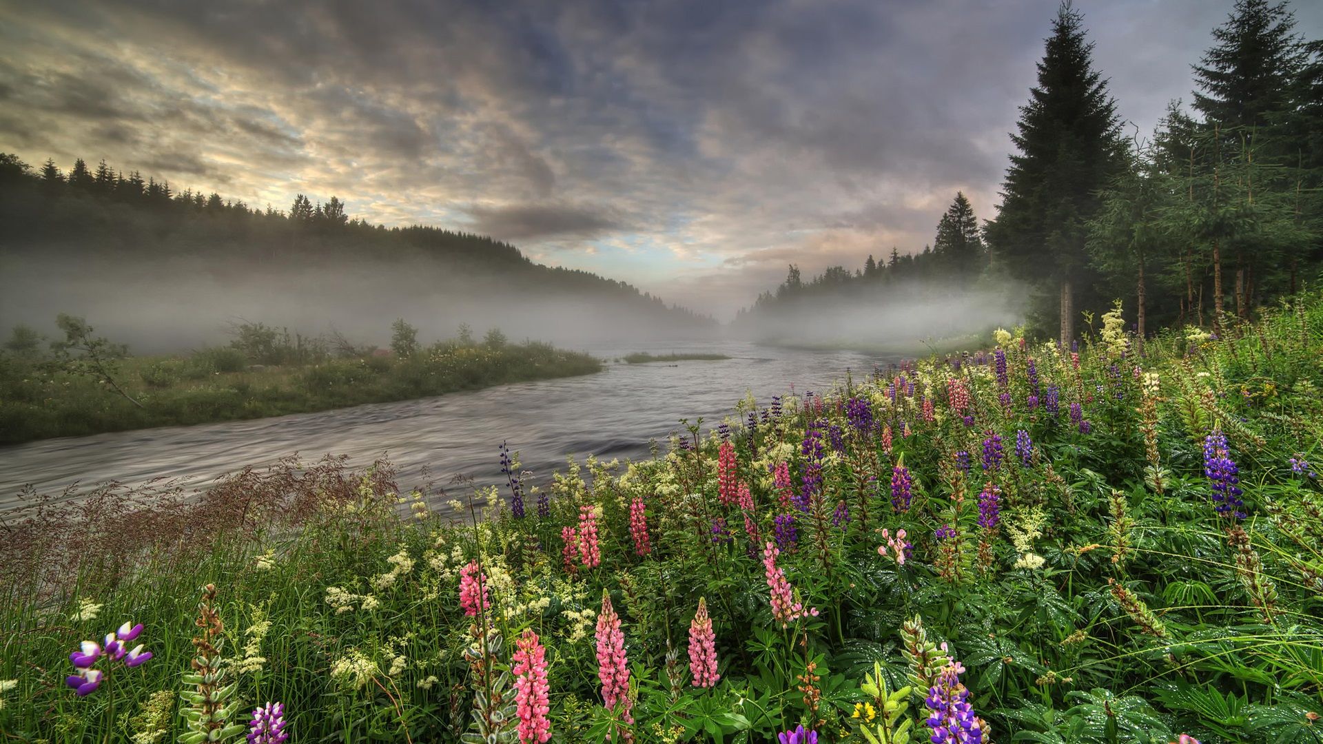Wallpaper Norway, forest, river, trees, fog, flowers, summer, morning 1920x1200 HD Picture, Image