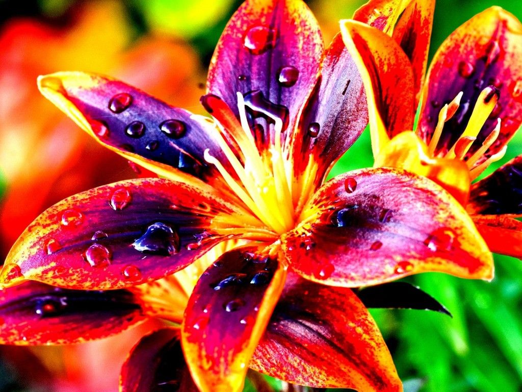 Lilies Nature Colorful Flowers High Contrast HD Wallpaper 4670, Wallpaper13.com