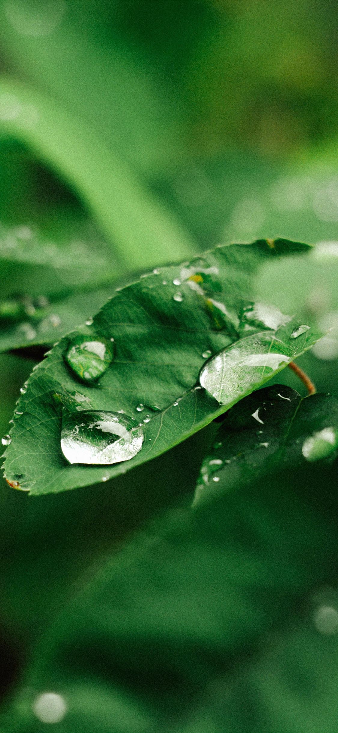 iPhone X wallpaper. leaf rain green nature forest