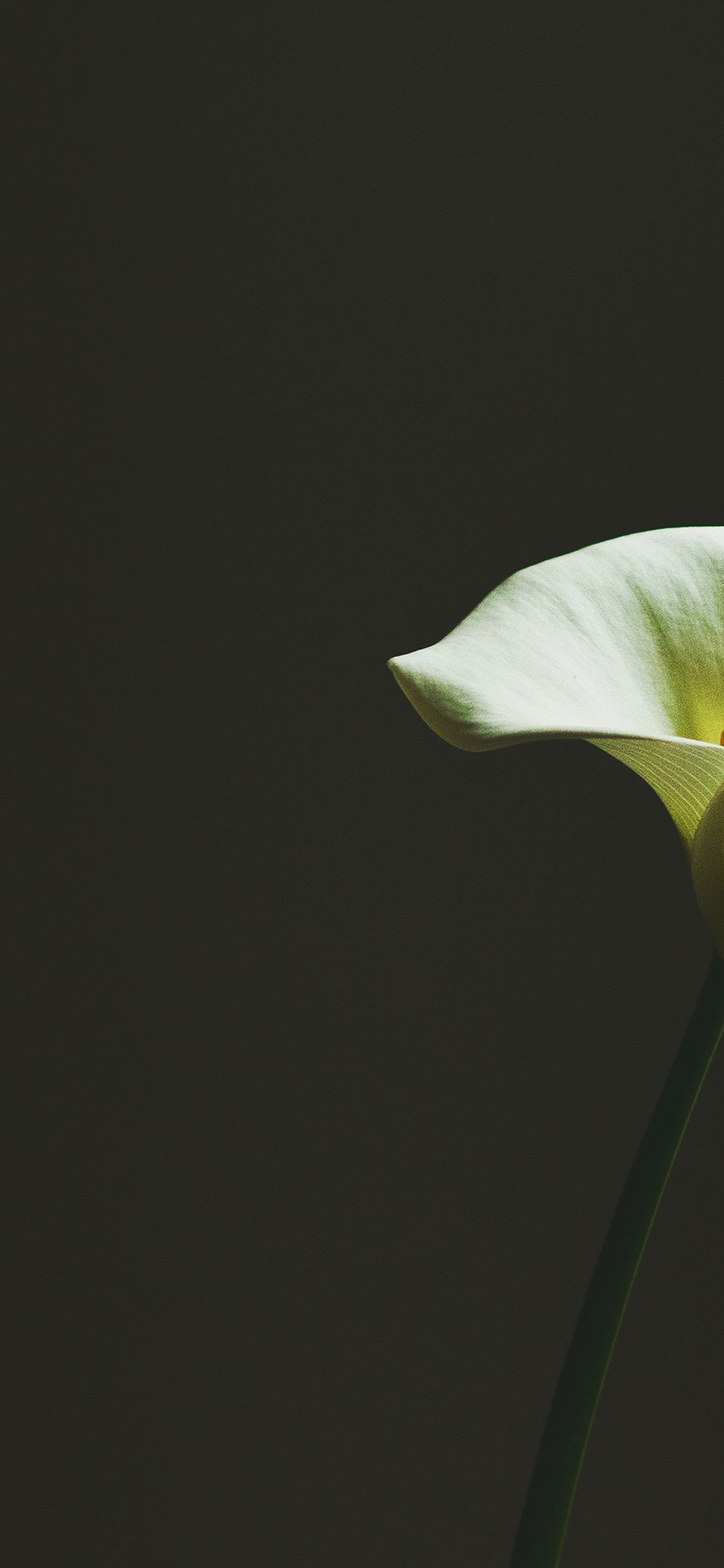 iPhone wallpaper. lily flower minimal simple green nature