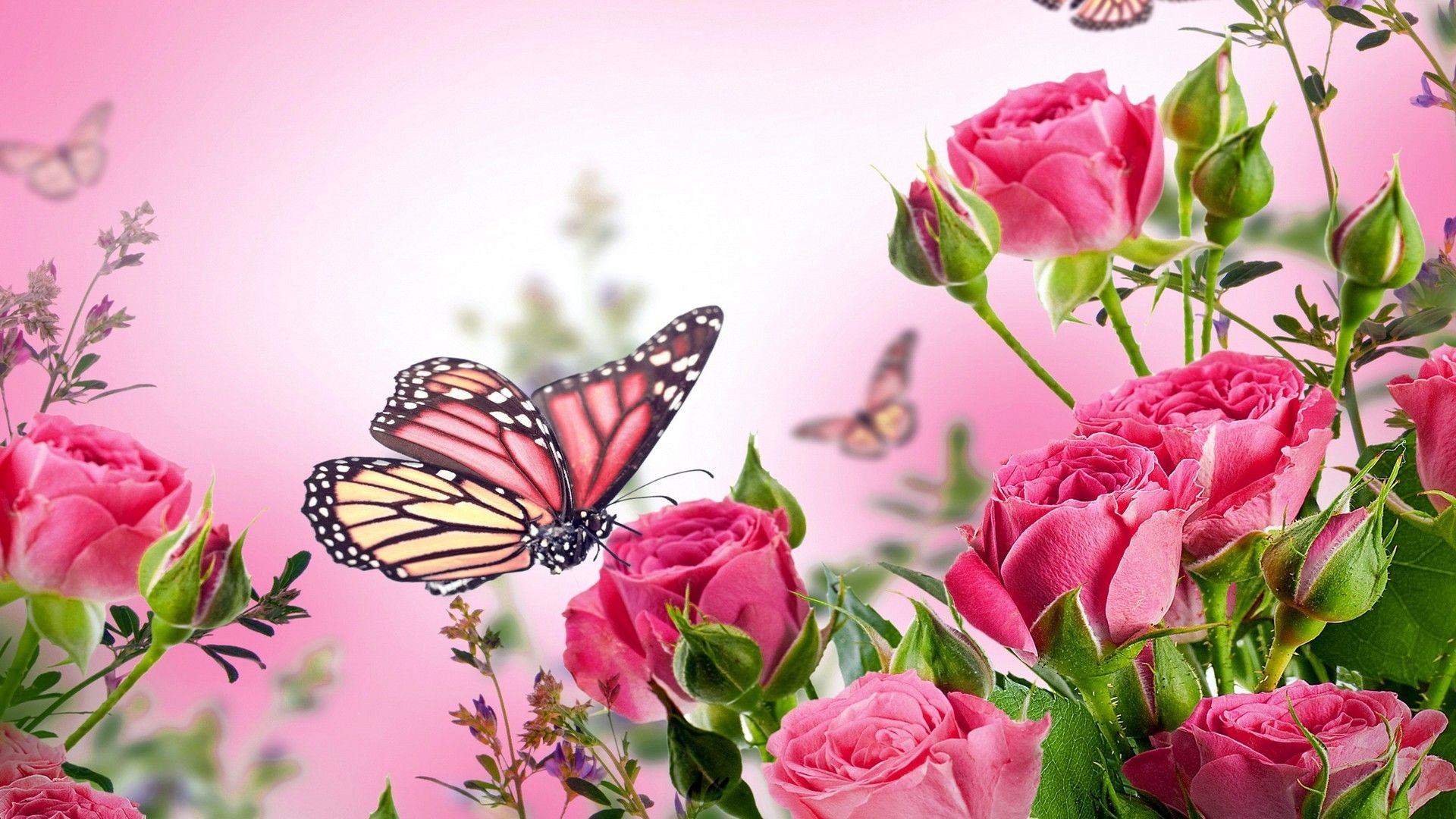 Pink Butterfly Wallpaper HD Live Wallpaper HD