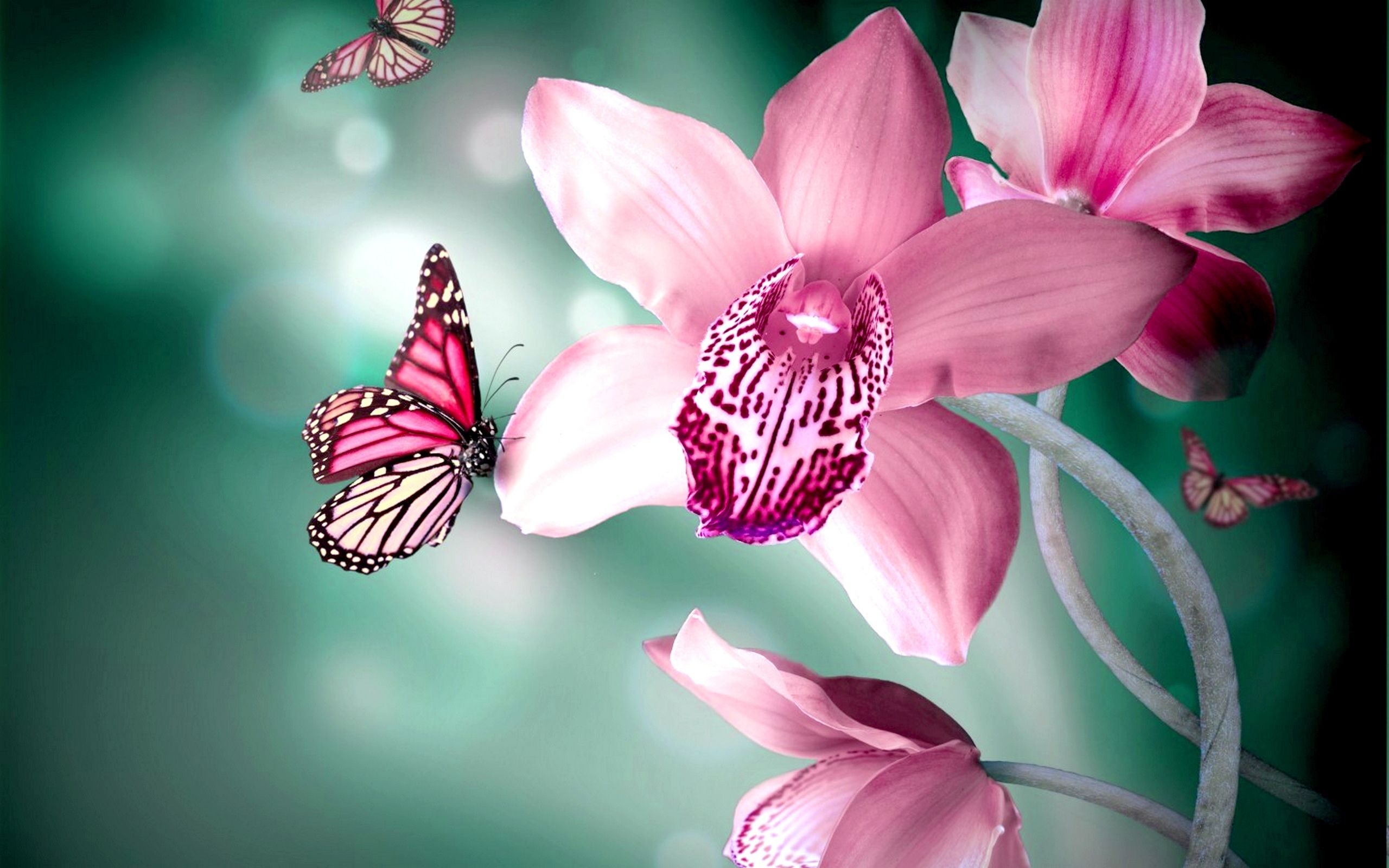 Pink Flower Butterfly Wallpaper
