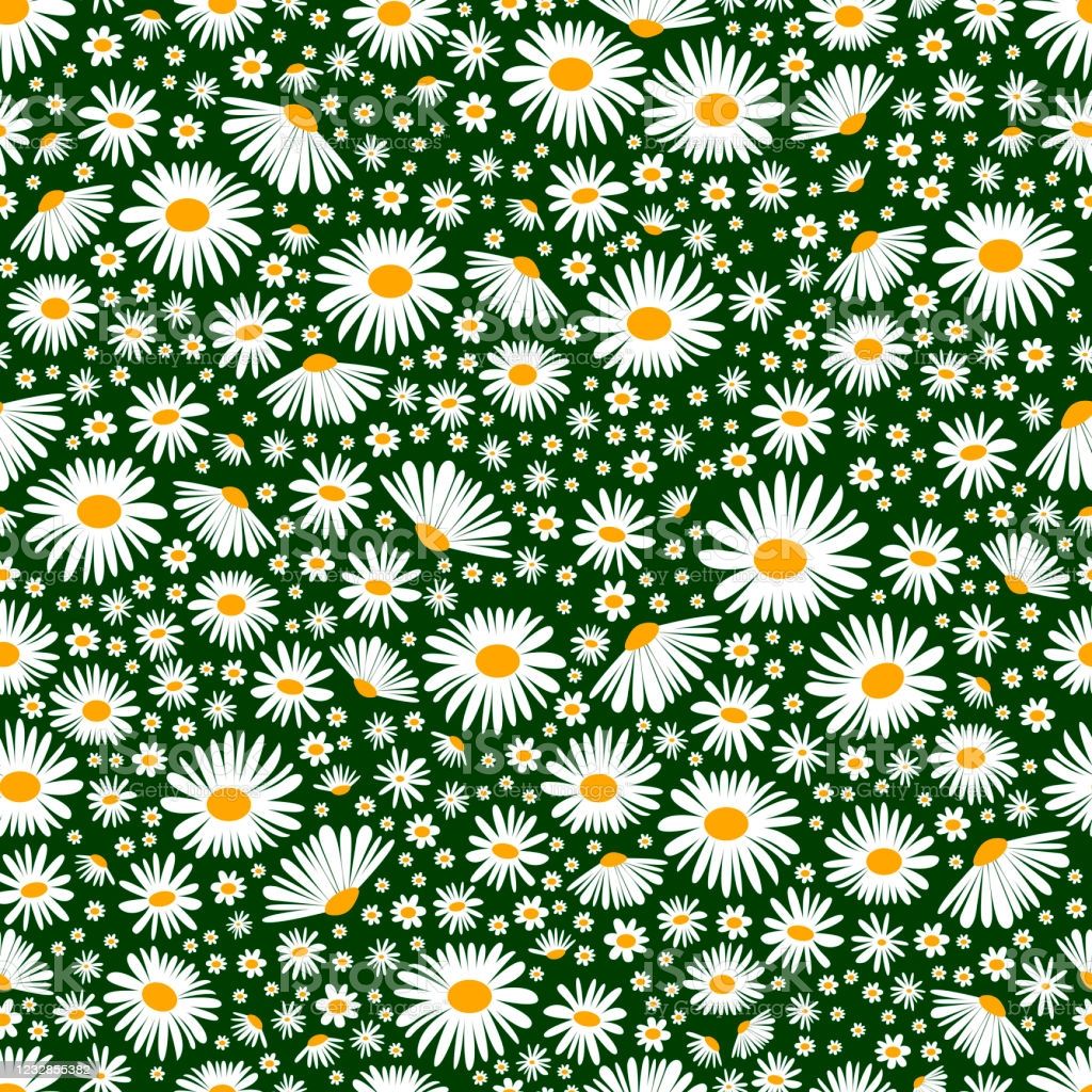 Field Chamomiles Seamless Floral Background Vector Daisy Meadow Spring Summer Flowers Texture Trendy Ditsy Floral Wallpaper For Print Fashion Textile Fabric Decoration Wrapping Stock Illustration Image Now