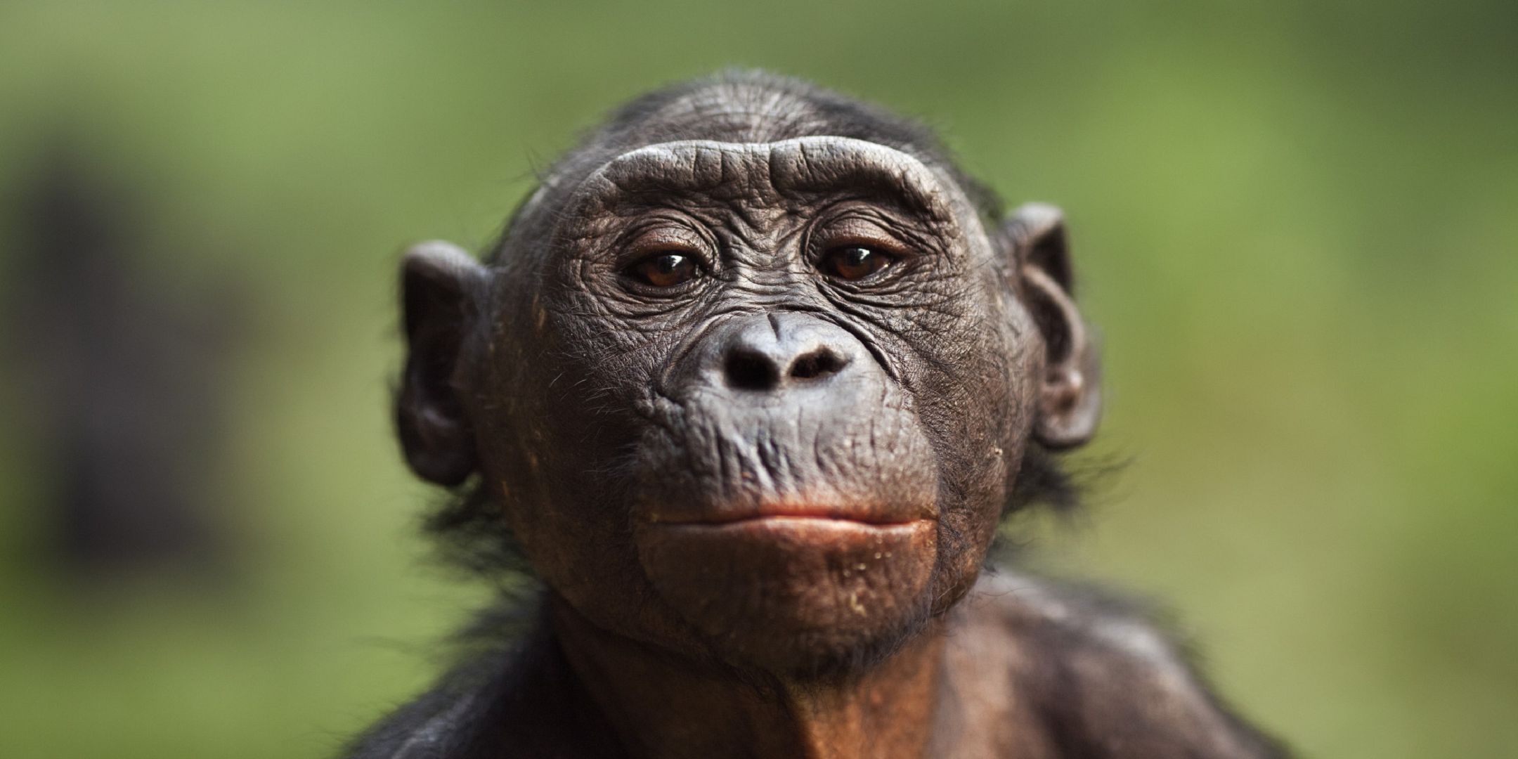 Bonobo phone, desktop wallpaper, picture, photo, bckground image