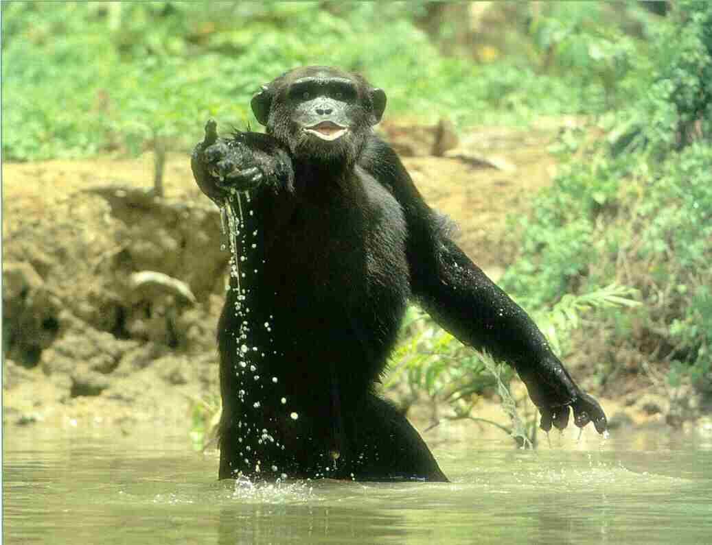 HD Desktop Wallpaper: bonobo picture