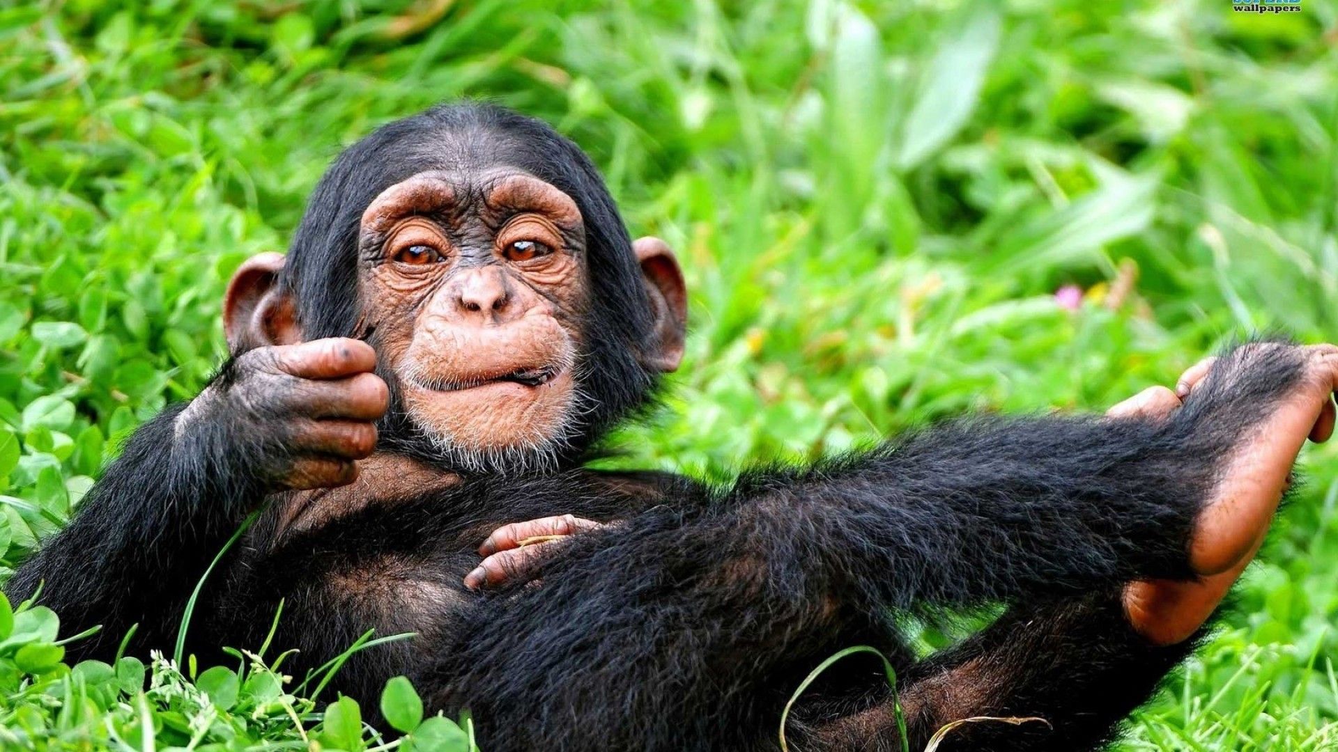 Pin Op Chimps Bonobos Gorillas