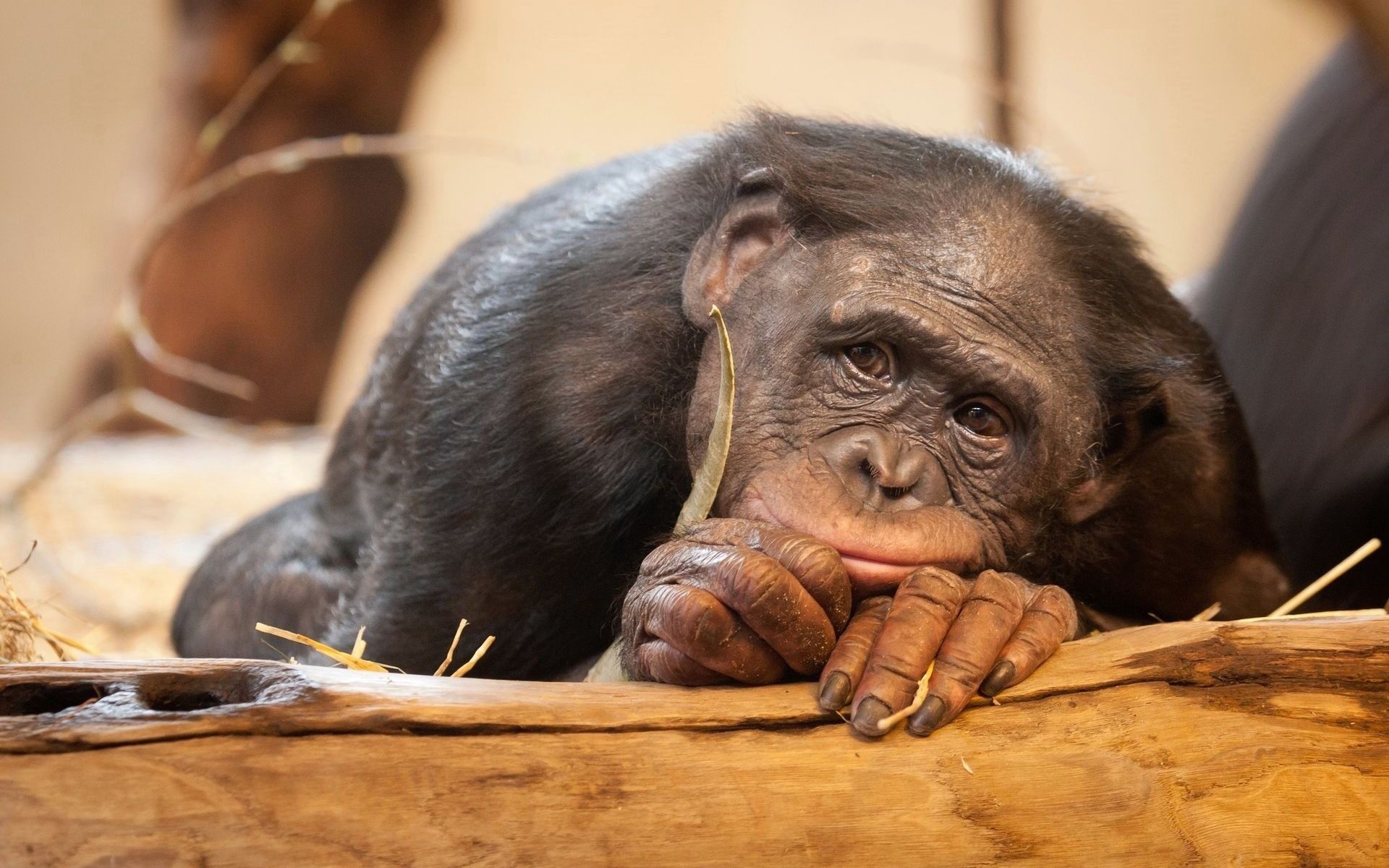 Sad Bonobo