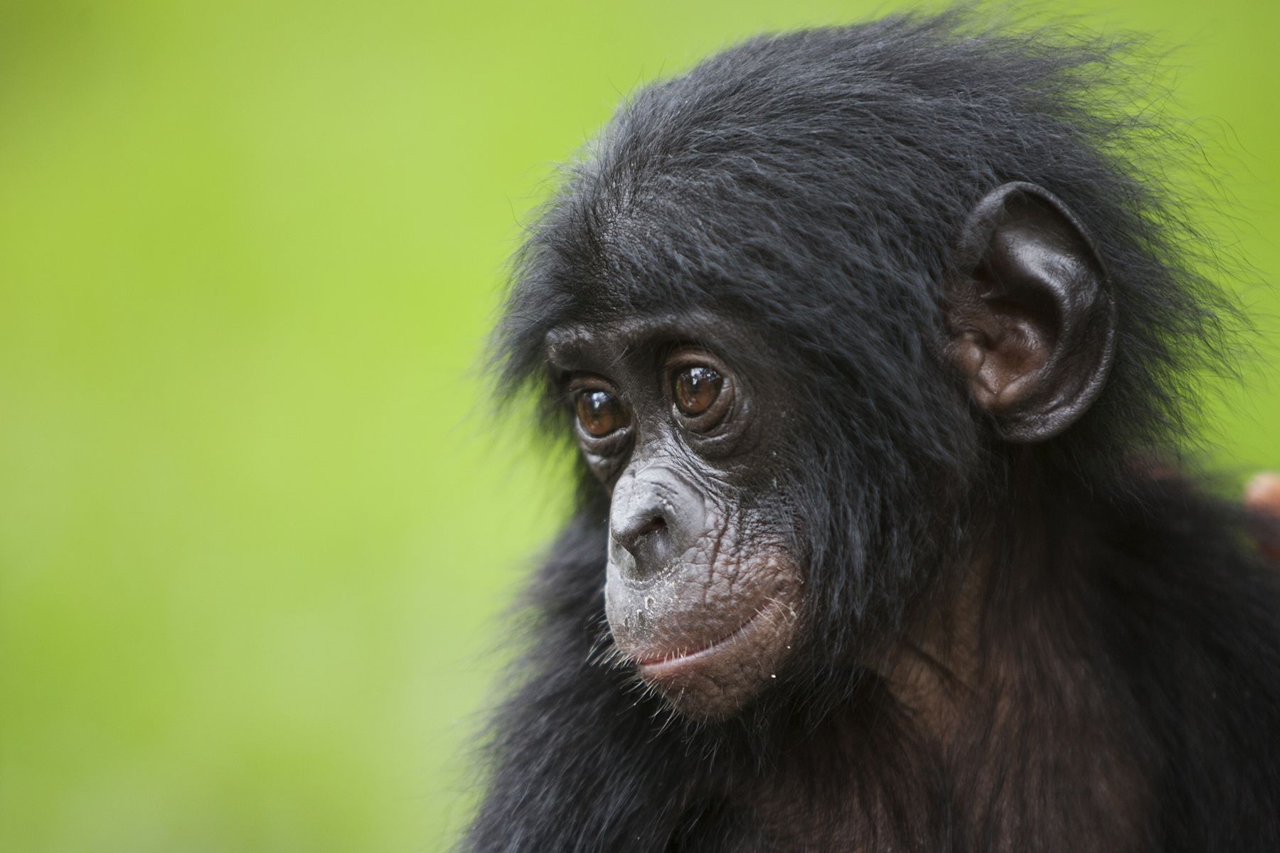surprising facts about bonobos. Awely des animaux et des hommes