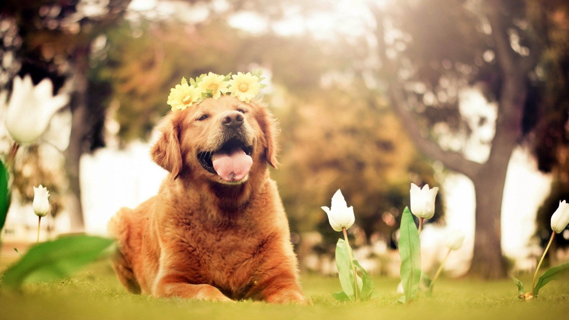 Free Spring Wallpaper with Dogs