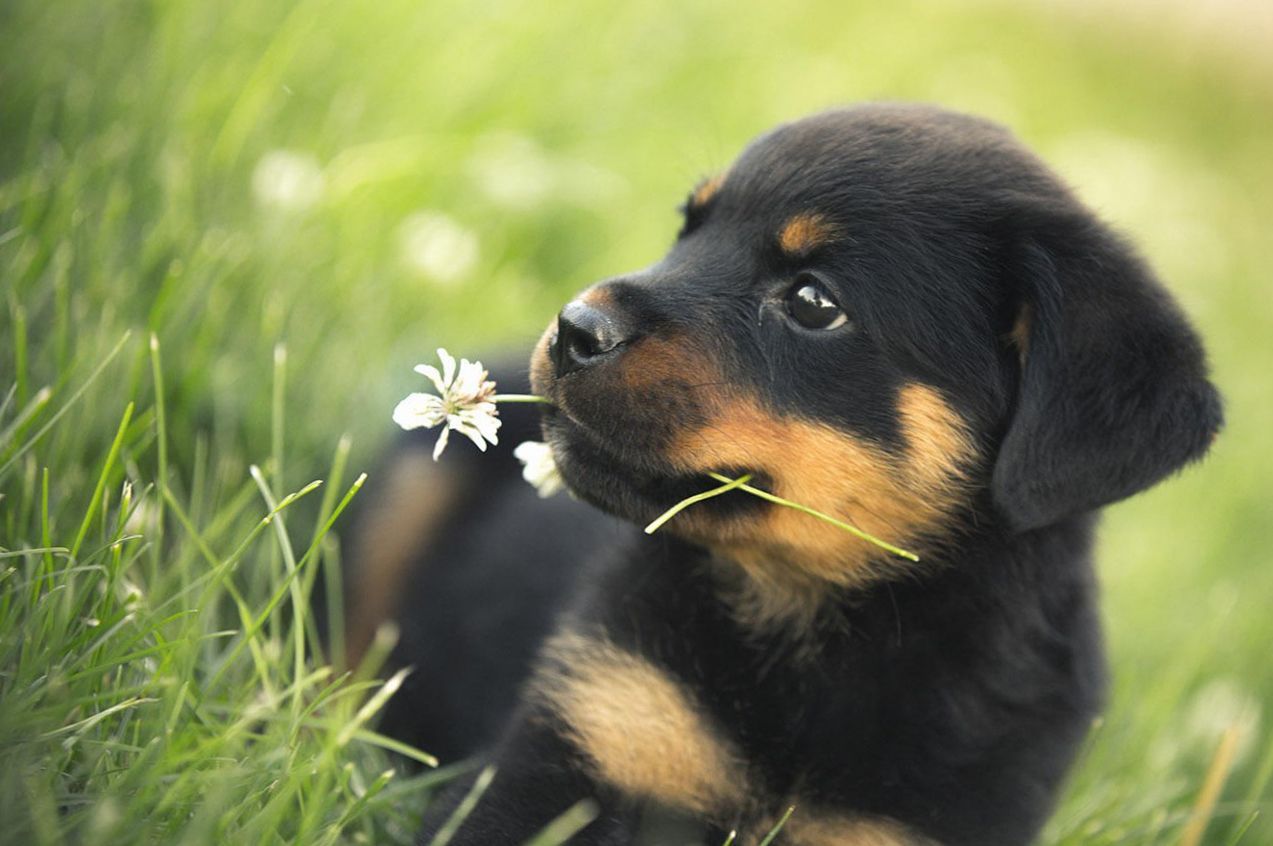 Cute Baby Animal Wallpaper Dog