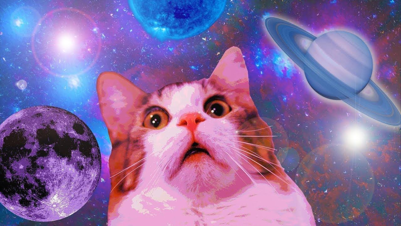 min of dank cat memes. funny. cat wallpaper, cat memes, space cat. Funny cat wallpaper, Cat wallpaper, Cat memes