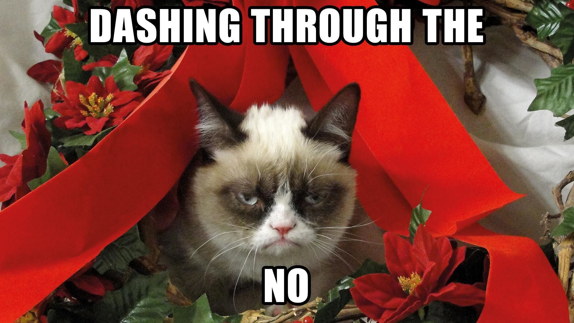 Christmas Cat Meme Wallpaper
