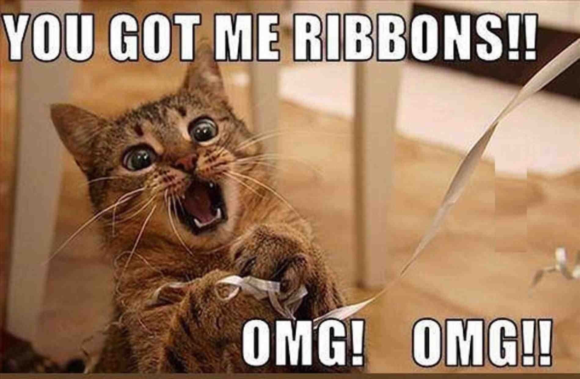 25 Hilarious Cat Memes Wallpapers Will Get You Giggling All Day