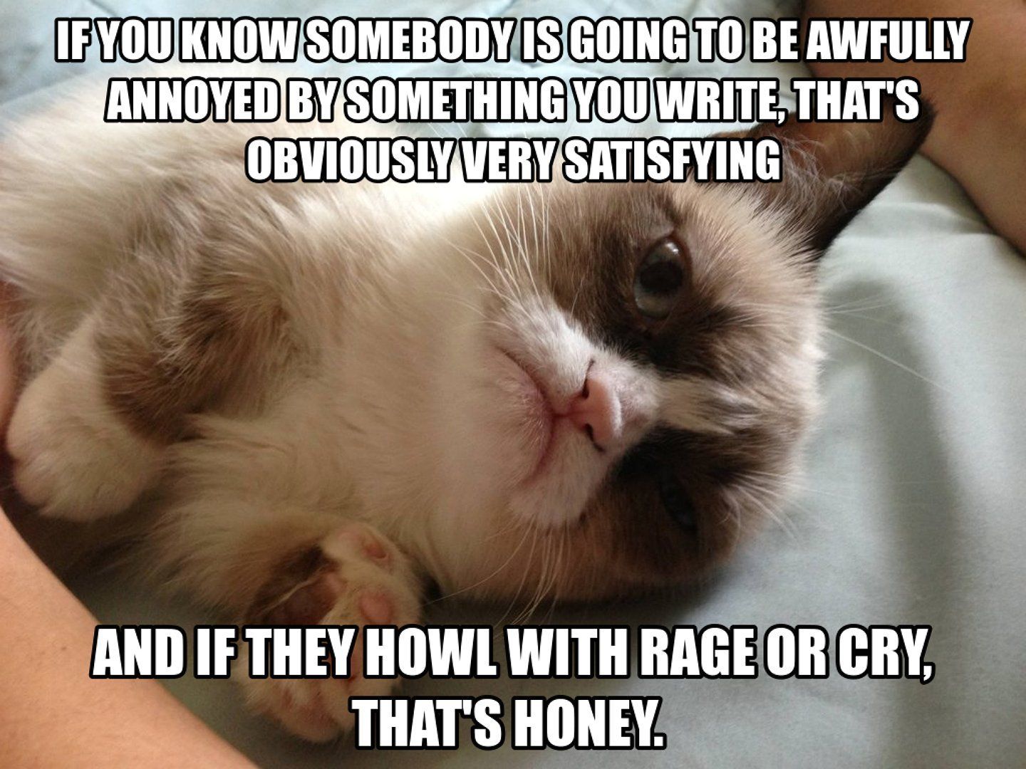 Funny Cat Memes Wallpaper Free Funny Cat Memes Background