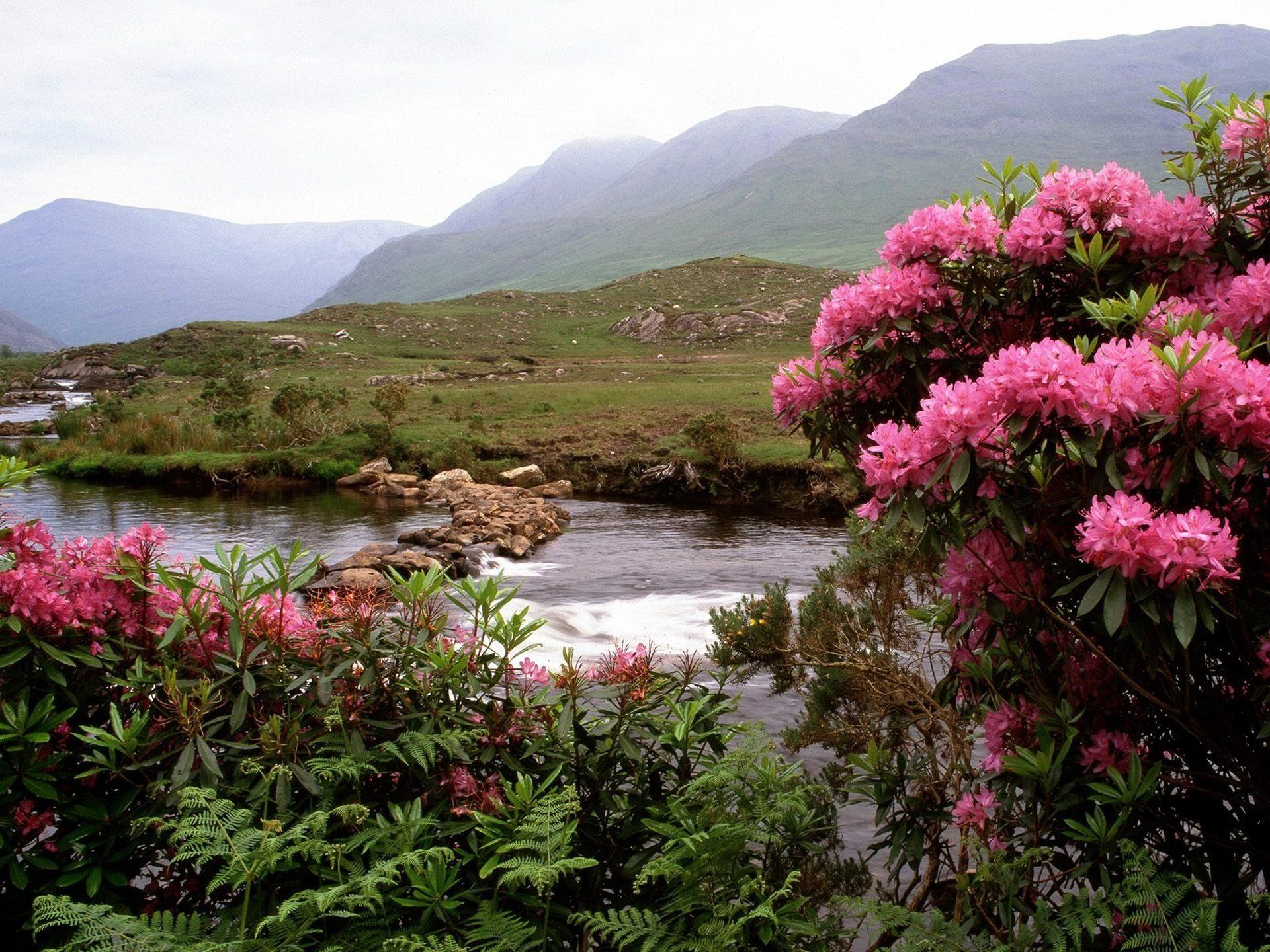 Spring in Ireland Wallpaper