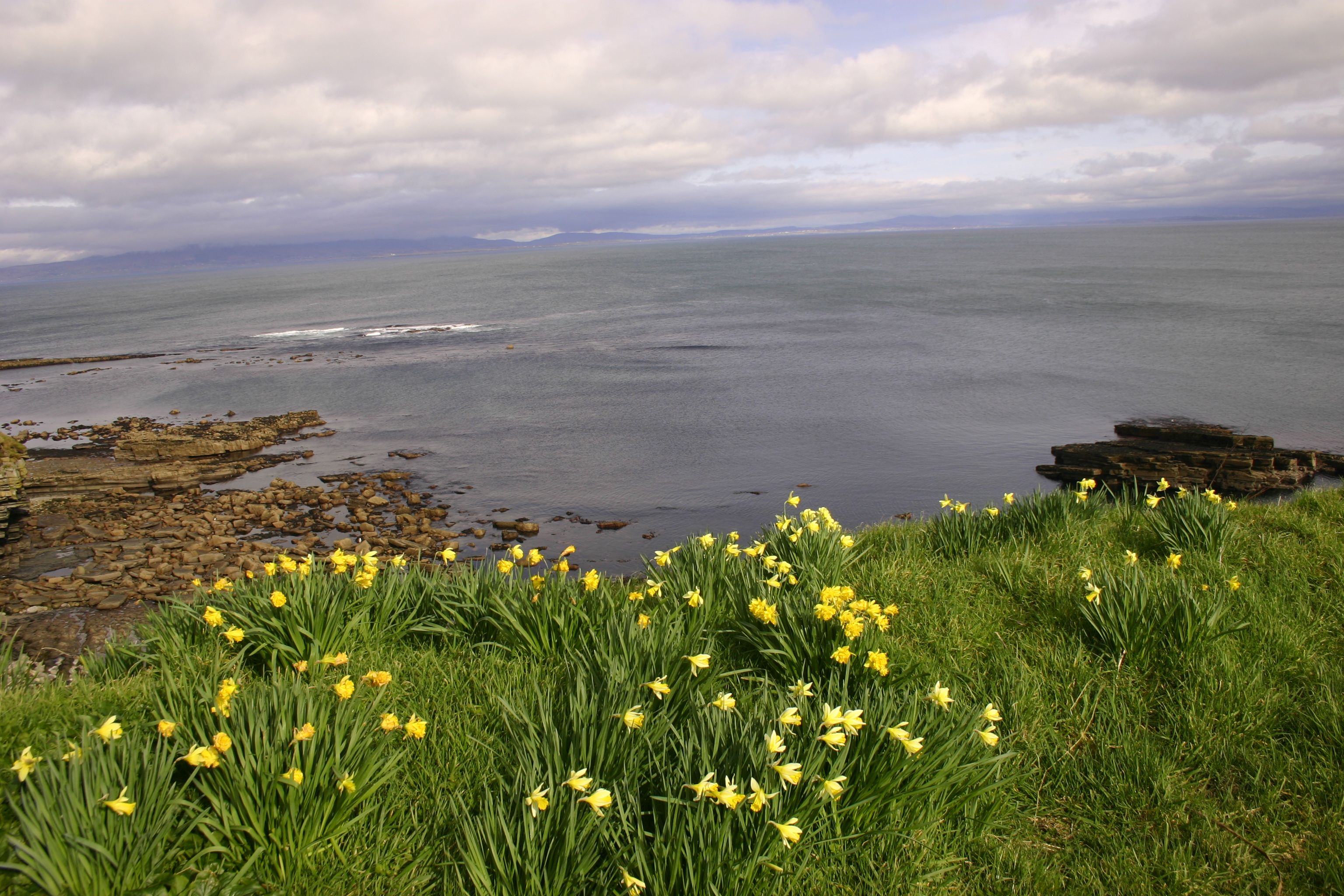 Wallpaper, flowers, flower, daffodil, landscape, Atlantic, outdoor, Ireland, sligo, spring, march, rural, coast, coastline, ocean, bay, green, grey 3072x2048