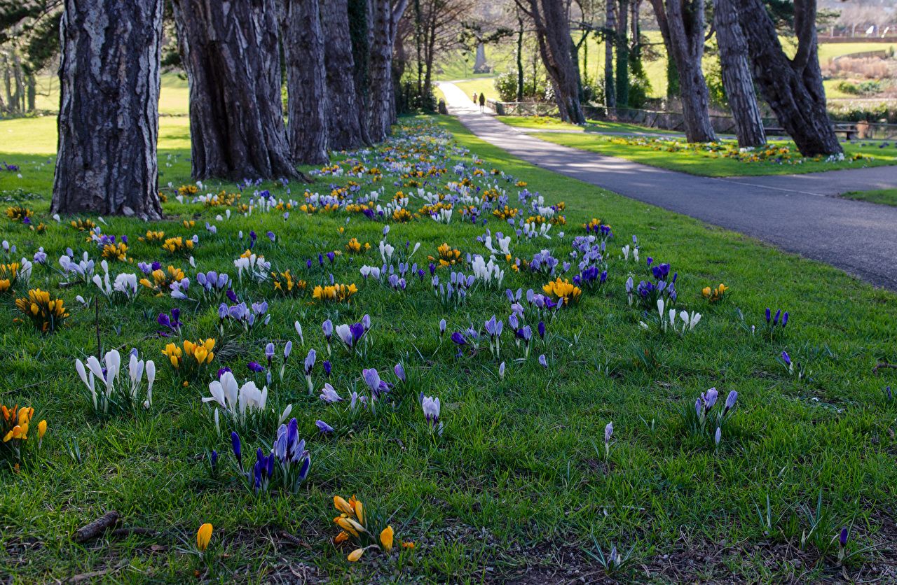 Desktop Wallpaper Nature Ireland Cabinteely Park Grass Parks