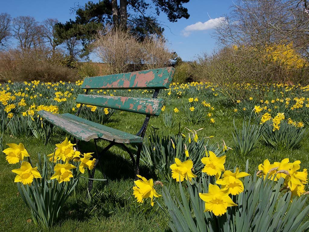 Daffodils and a Garden Seat Background 1024x768 pixels. Landscape wallpaper, Daffodils, Spring wallpaper