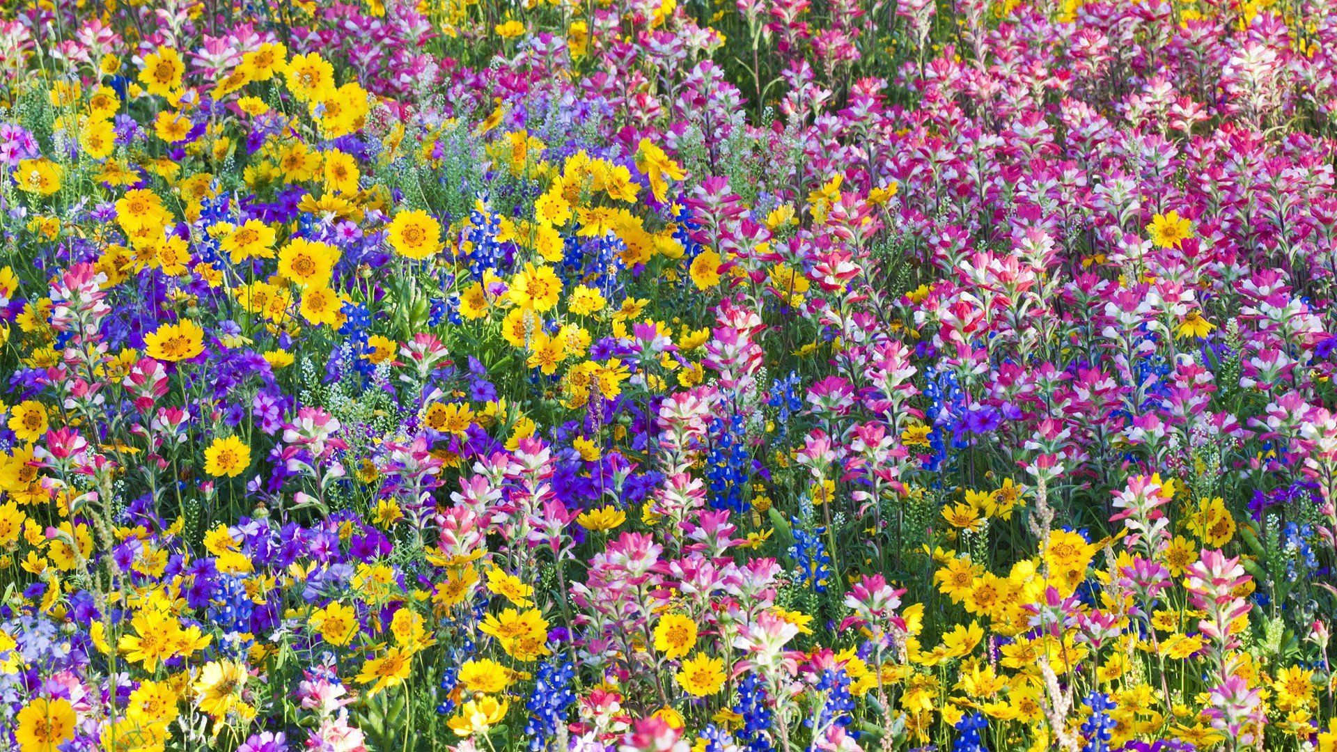Wildflowers In Spring Wallpapers - Wallpaper Cave