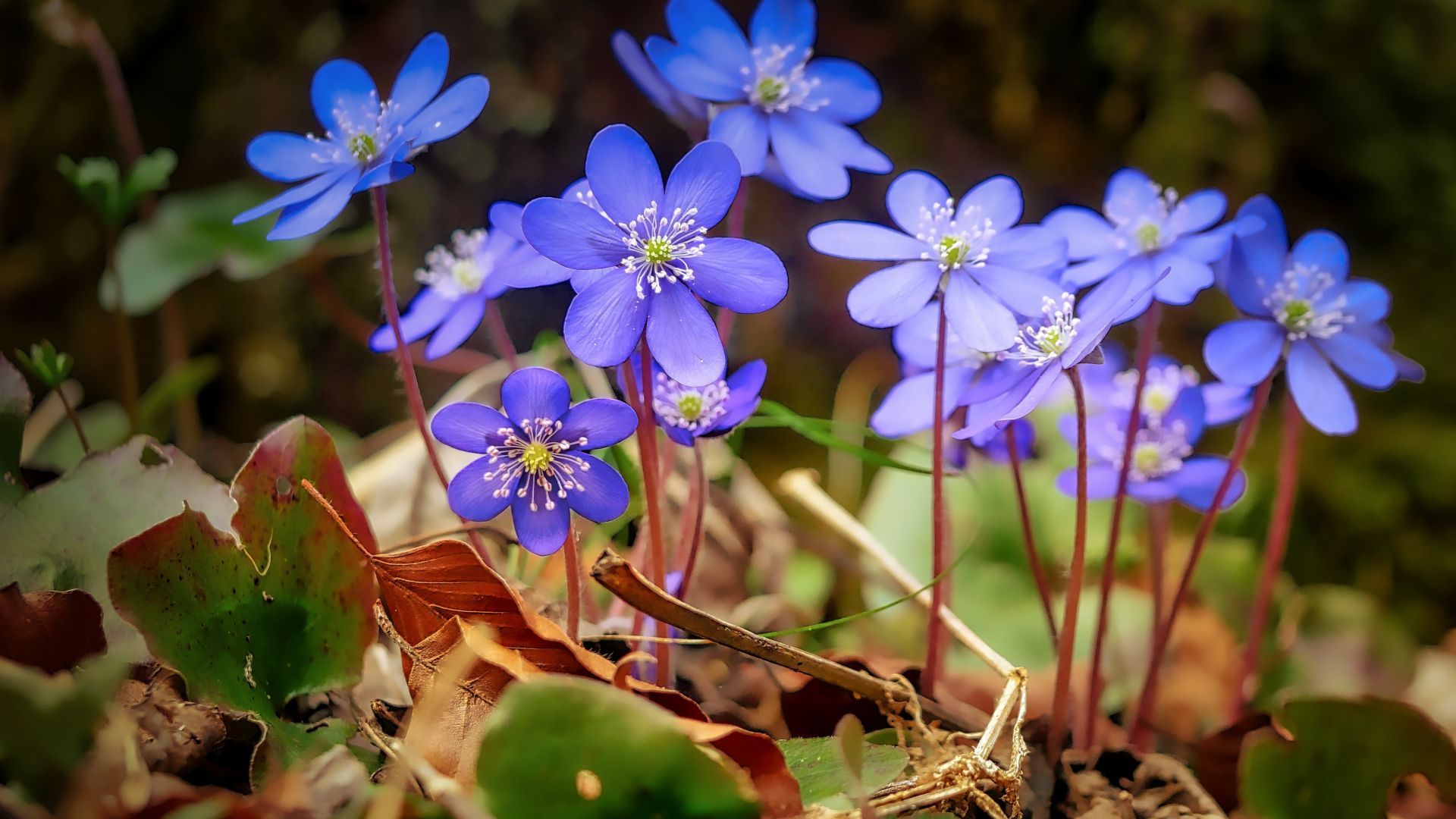 Desktop wallpaper spring, blue, wild flowers, leaves, HD image, picture, background, a0ac90