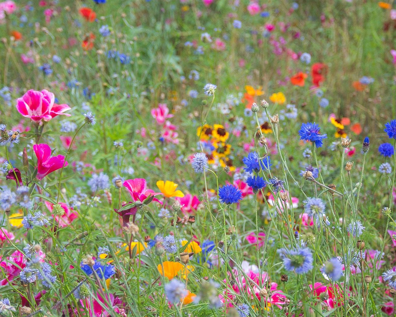 Wallpaper Wildflowers, spring, colorful, pink, yellow, blue 1920x1200 HD Picture, Image