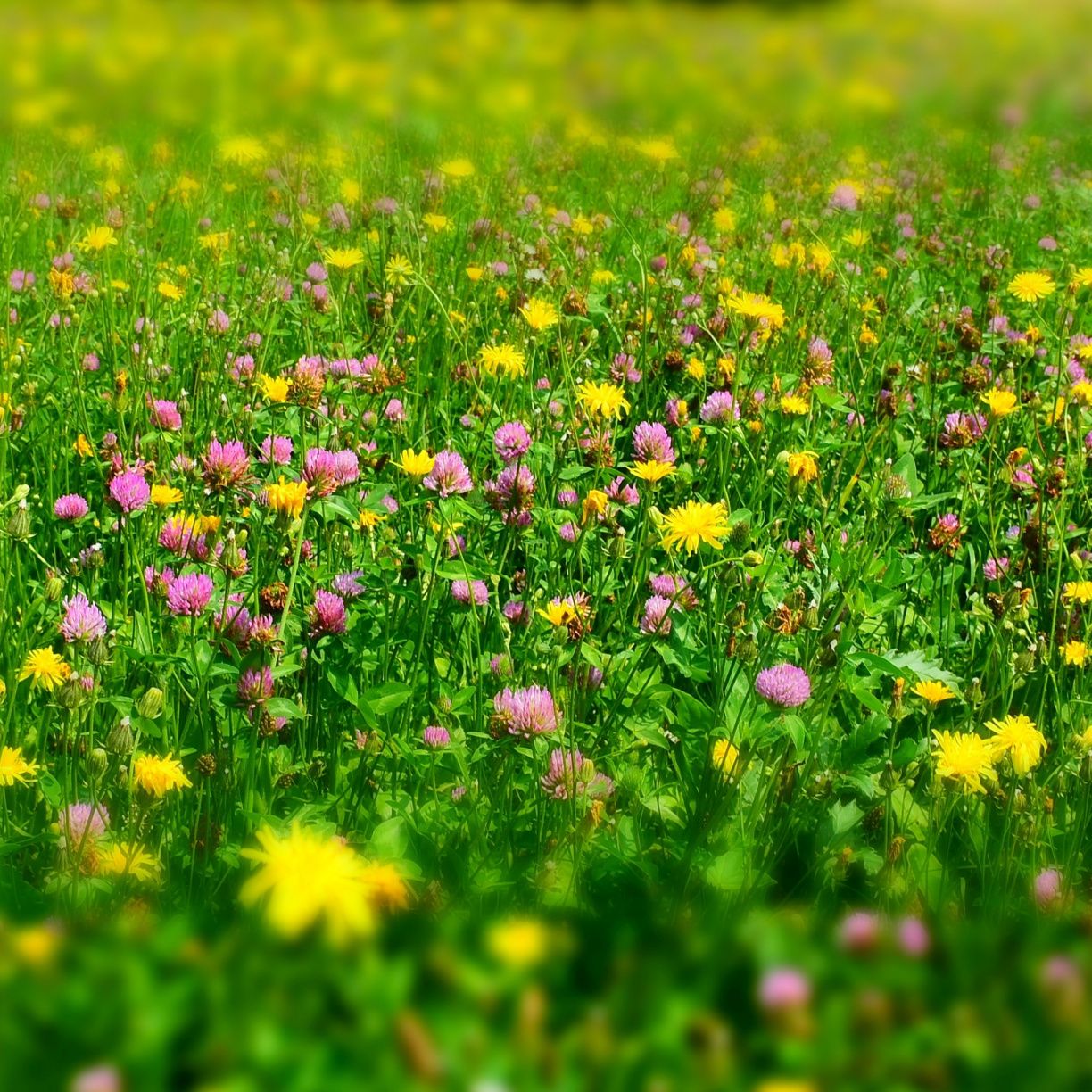 Meadow, plants, wild flowers, spring wallpaper, 4451x HD image, picture, ed6b06d5
