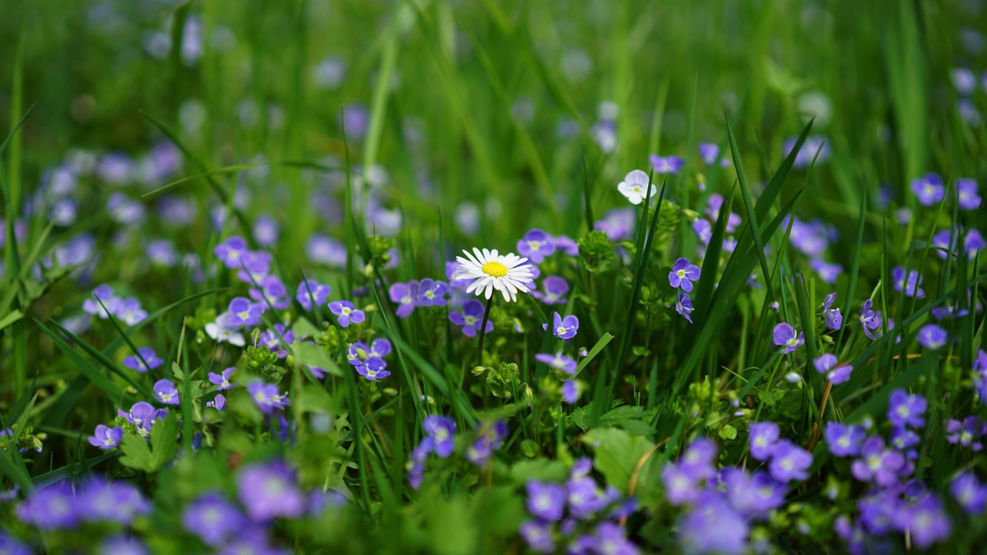 Desktop wallpaper meadow, daisy, wild flowers, spring, HD image, picture, background, 8fc6af