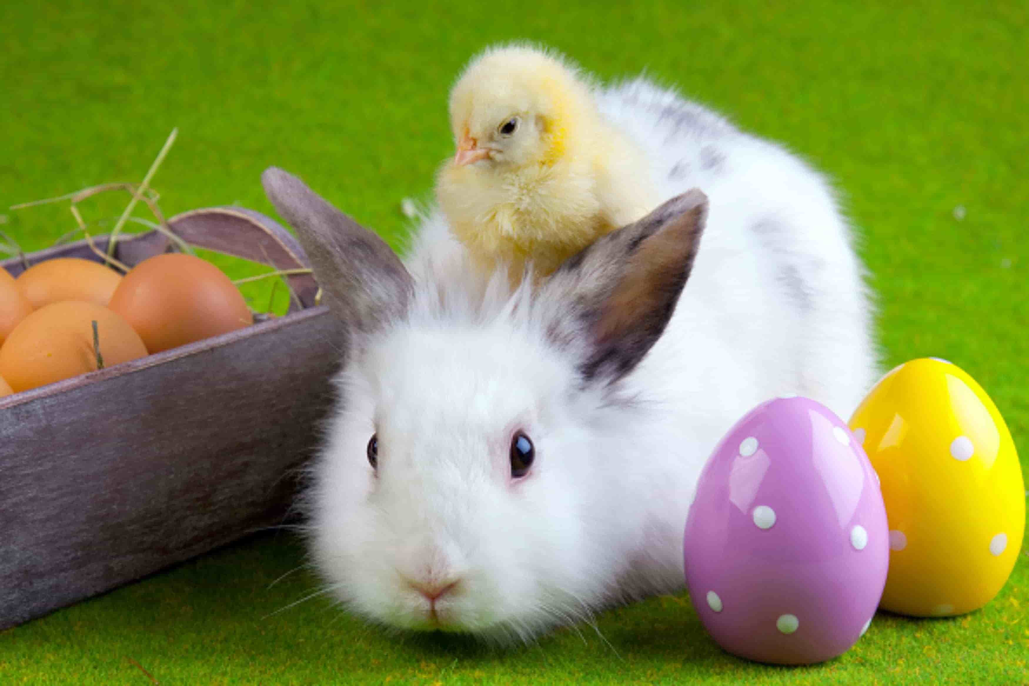 Happy Easter Cute Bunny HD Wallpaper