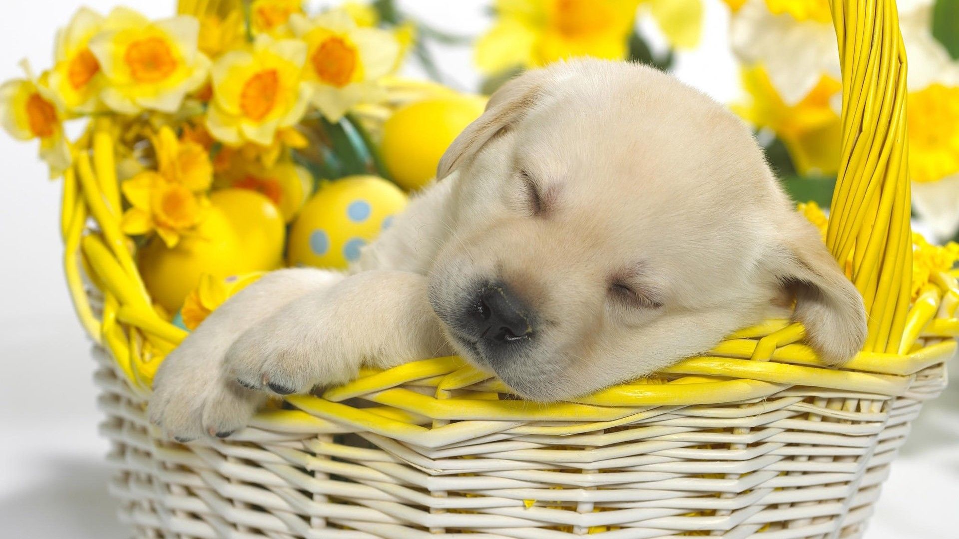 Wallpaper Puppy, Easter, Basket, Dream, Flowers Data Easter Wallpaper iPad