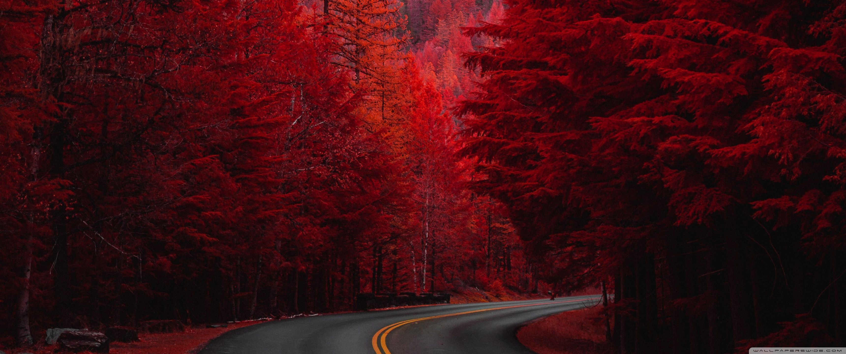 Download Autumn, Road, Aesthetic UltraHD Wallpaper