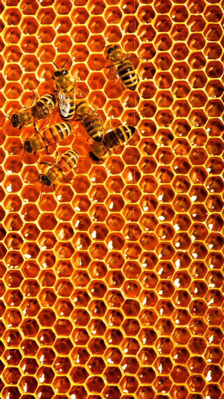 Beehive wallpaper