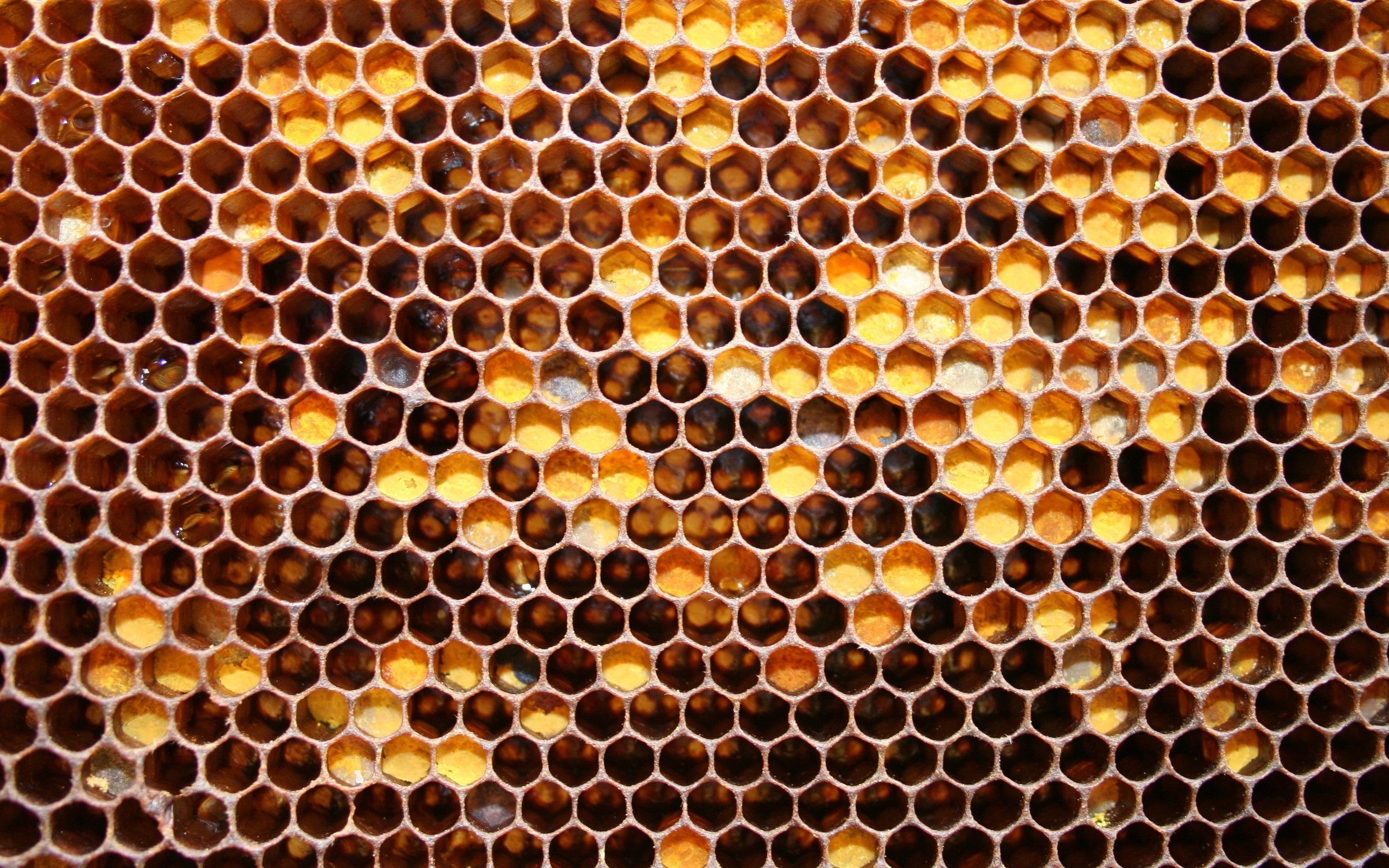 Beehive Wallpaper Free Beehive Background