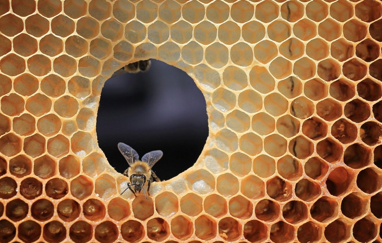 Wallpaper bee, cell, beehive image for desktop, section природа