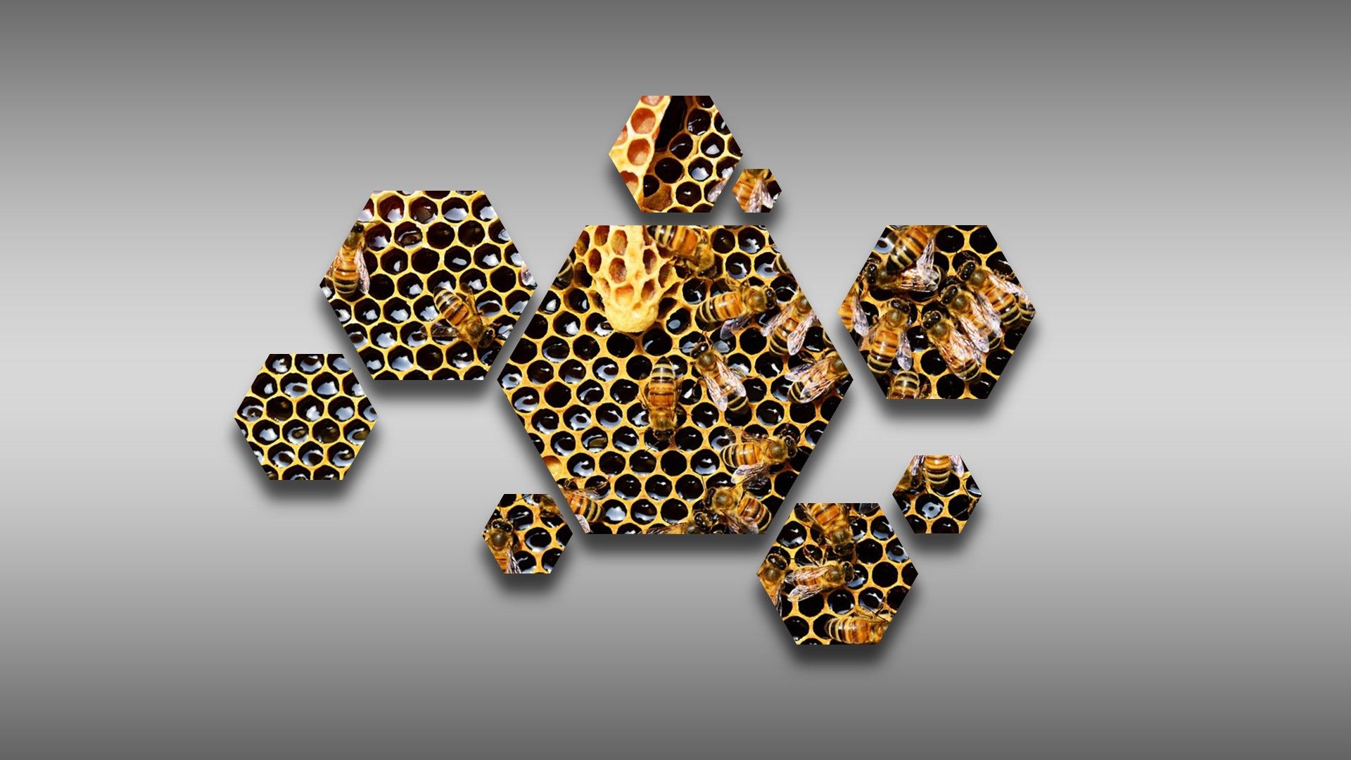 Hexagon Bees Beecube Beehive Hive Honeycombs Honey HD Wallpaper
