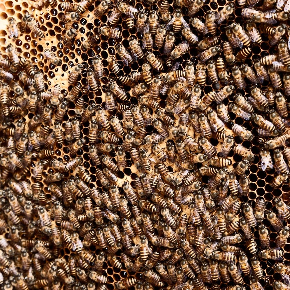 Beehive Picture [HQ]. Download Free Image