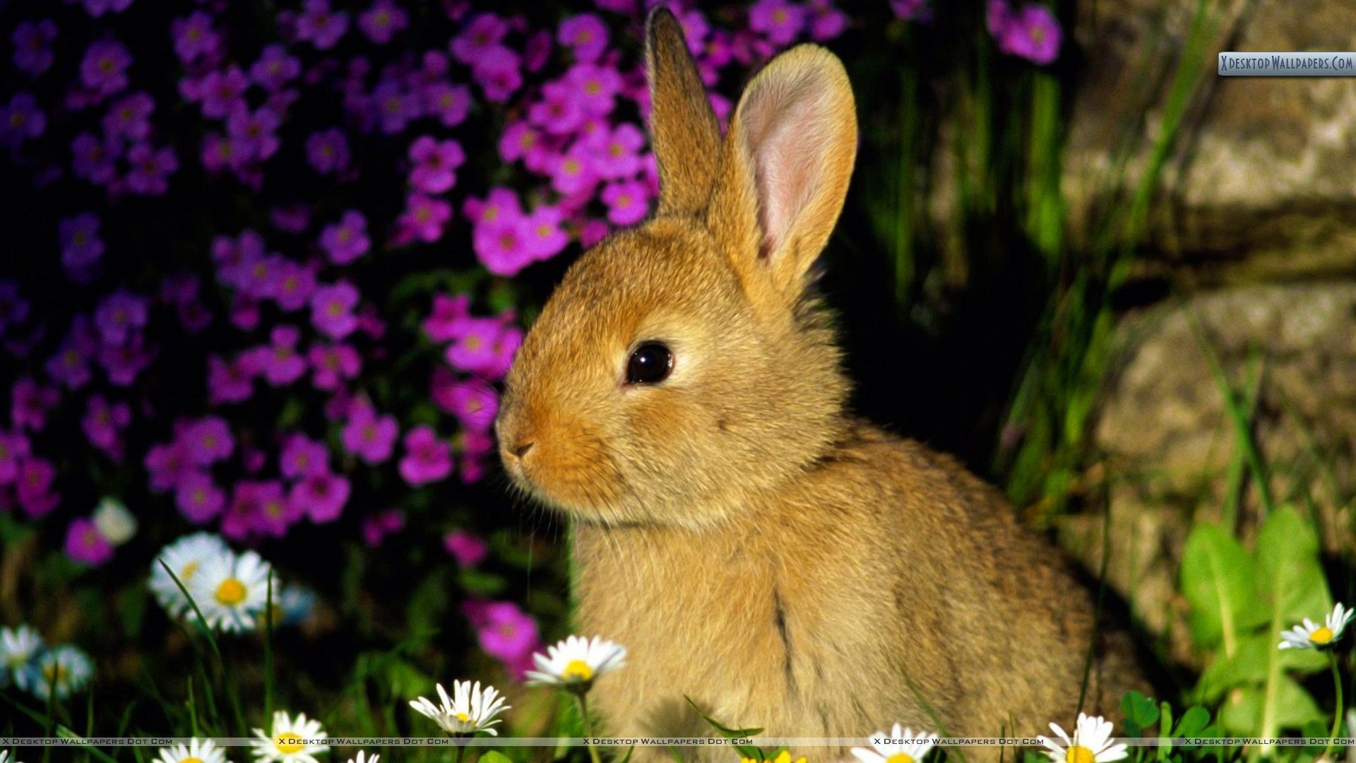 Funny Bunny Wallpaper Free Funny Bunny Background
