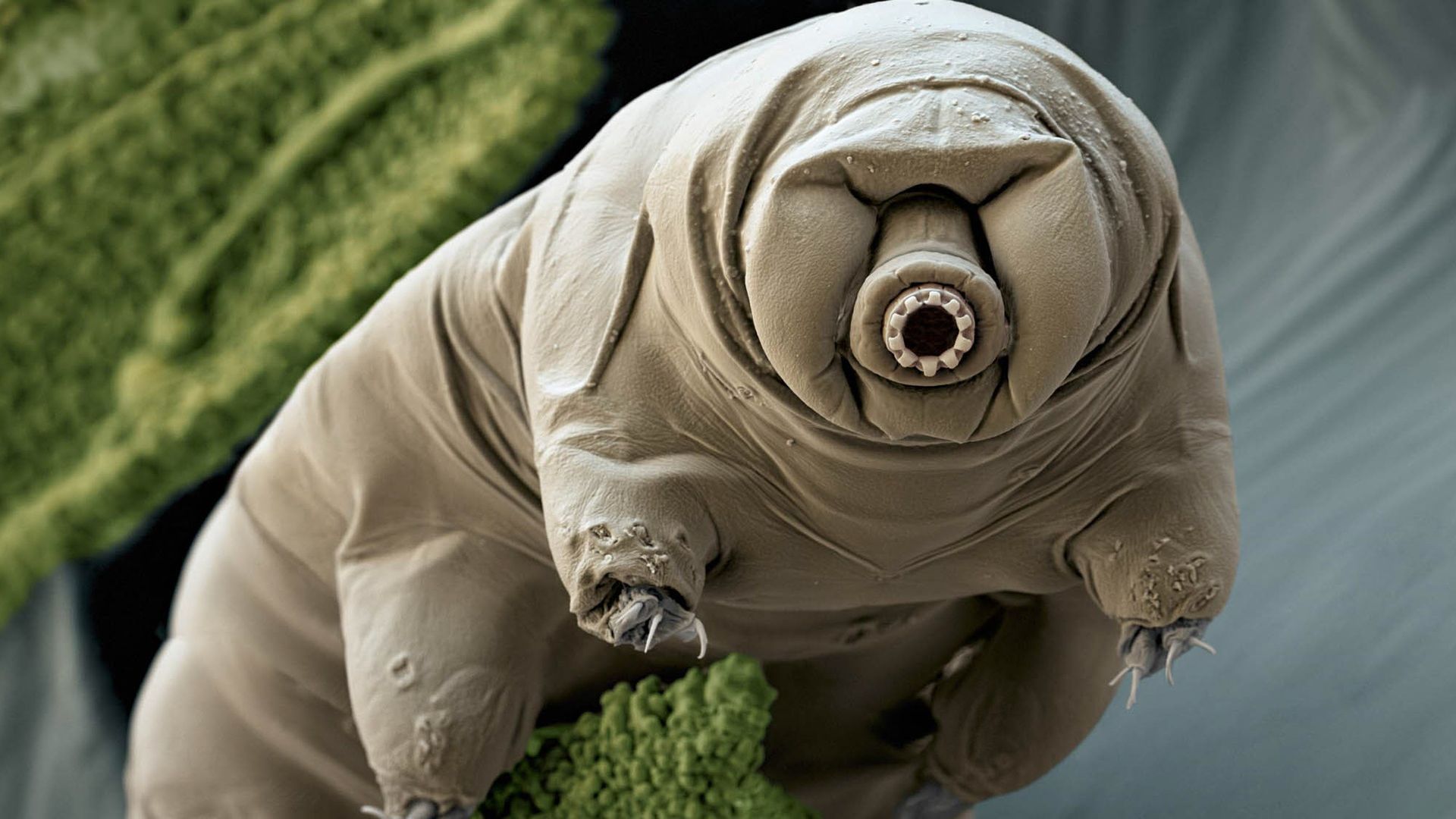 Tardigrade Wallpapers Wallpaper Cave