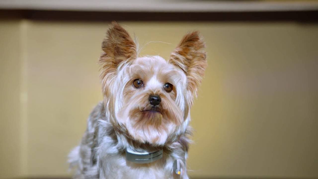 Pup Star You Believe In Me (Tiny's Audition)