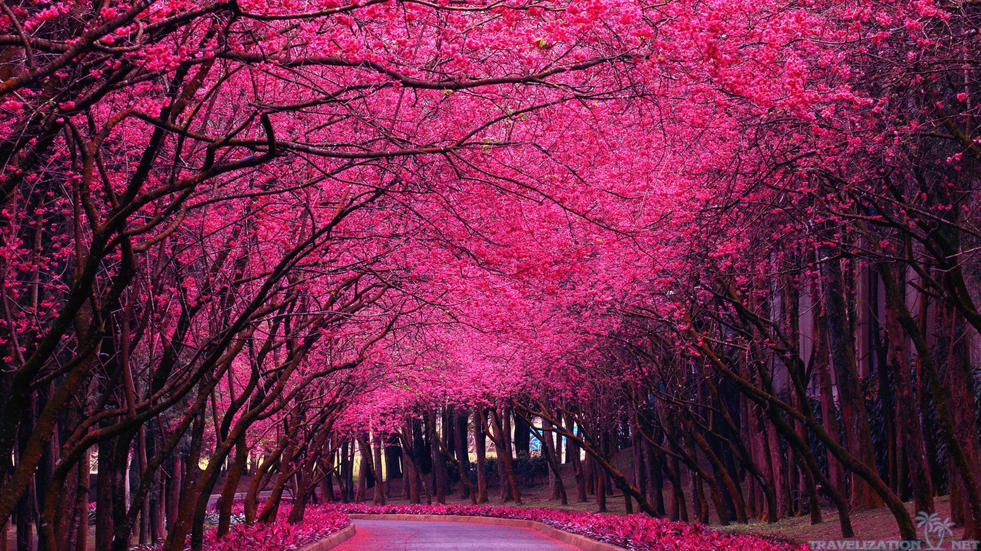 Pink Spring Trees HD Image 3 HD Wallpaper. Hdimges.com. Beautiful photography nature, Flower background image, Pink trees