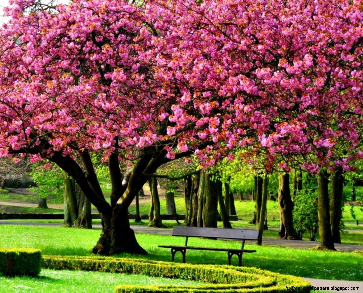 Spring Trees Wallpaper Free Spring Trees Background