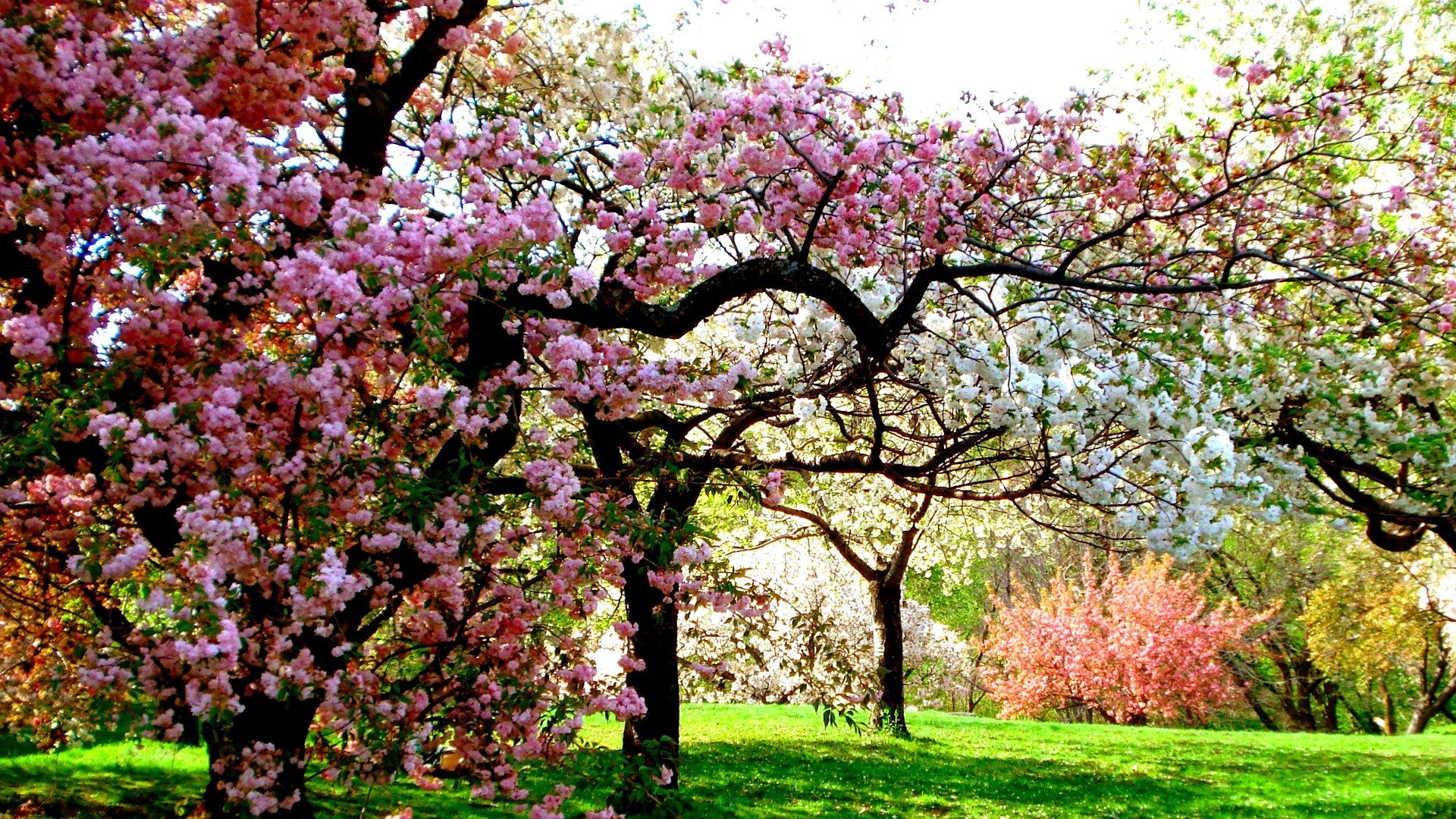 Spring Trees Background HD Wallpaper